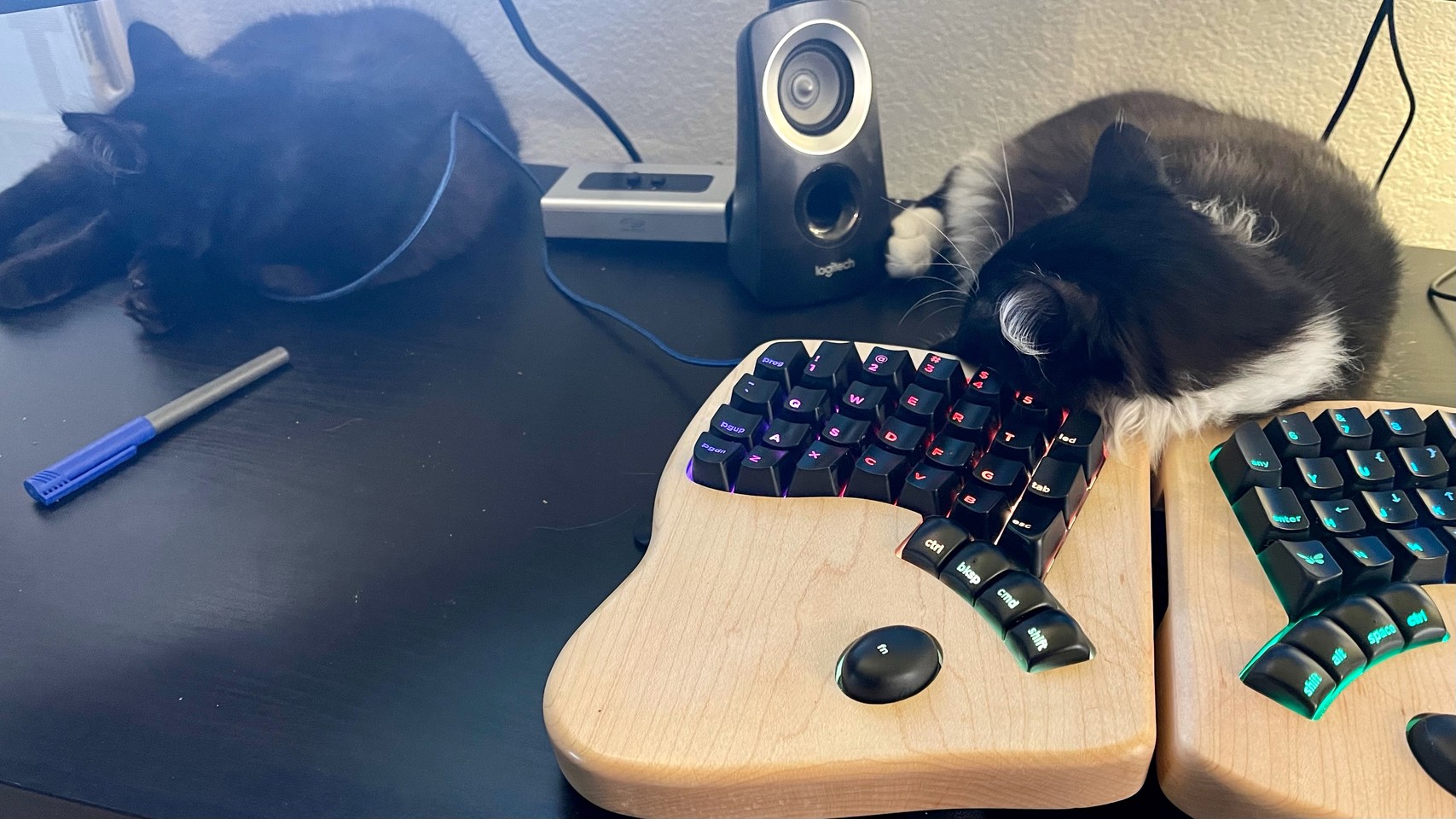 Cats sleeping on desk, with one resting against a fancy ergonomic keyboard 