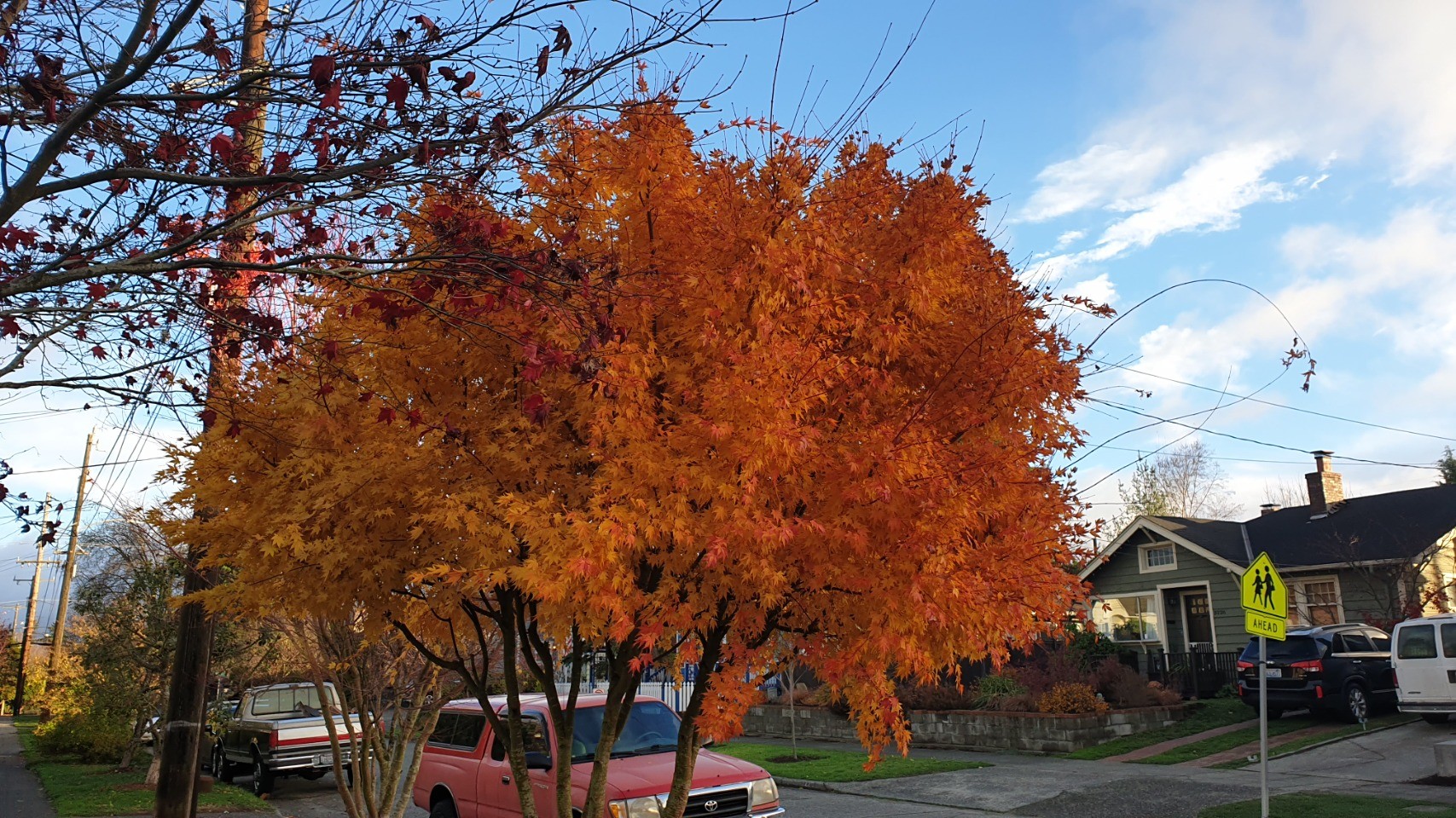 Tree with fall colors
