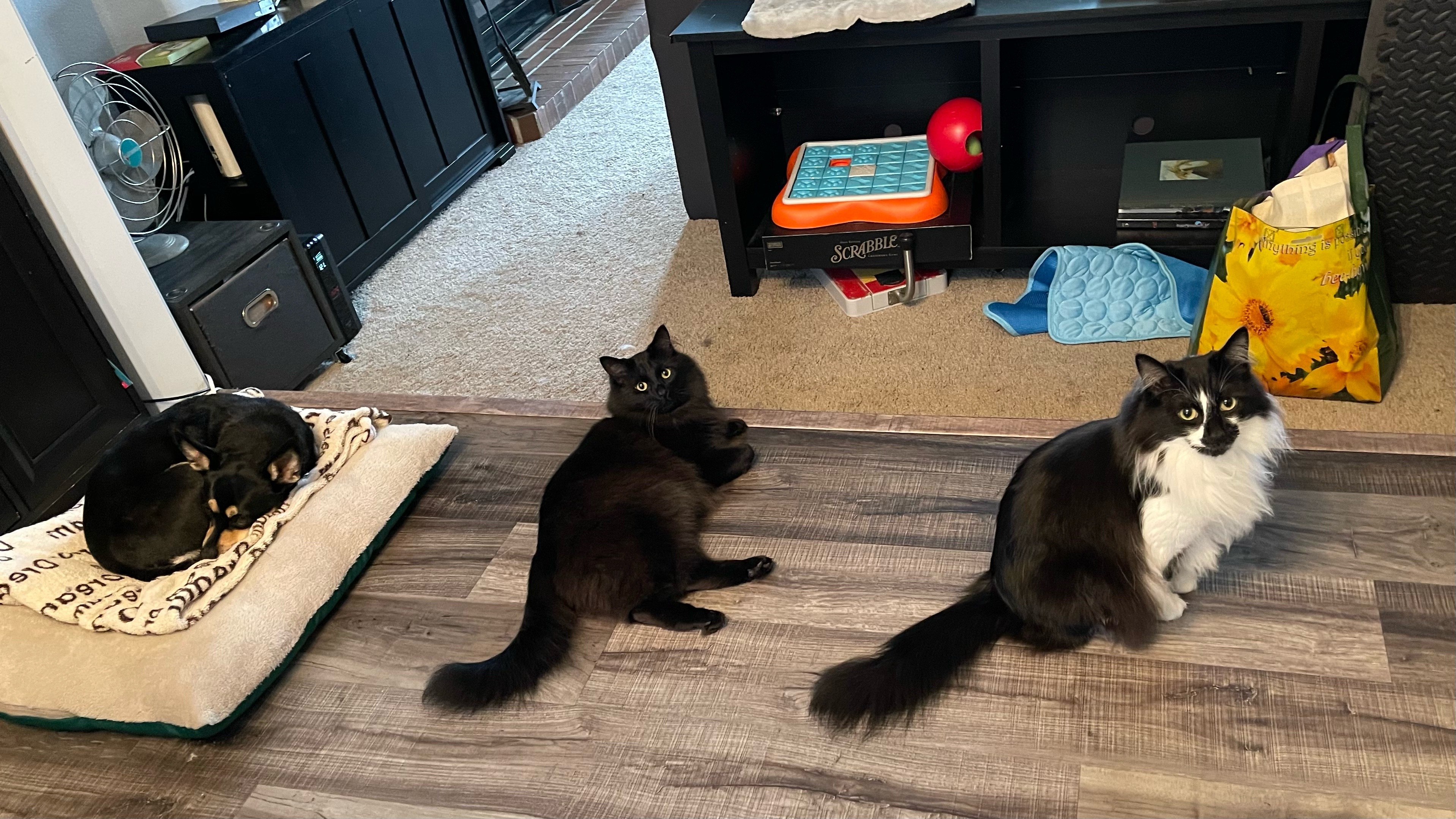 A black chihuahua mix curled on her bed, next to a black cat laying on the floor and looking at the camera, next to a black and white cat sitting on the floor and looking at the camera