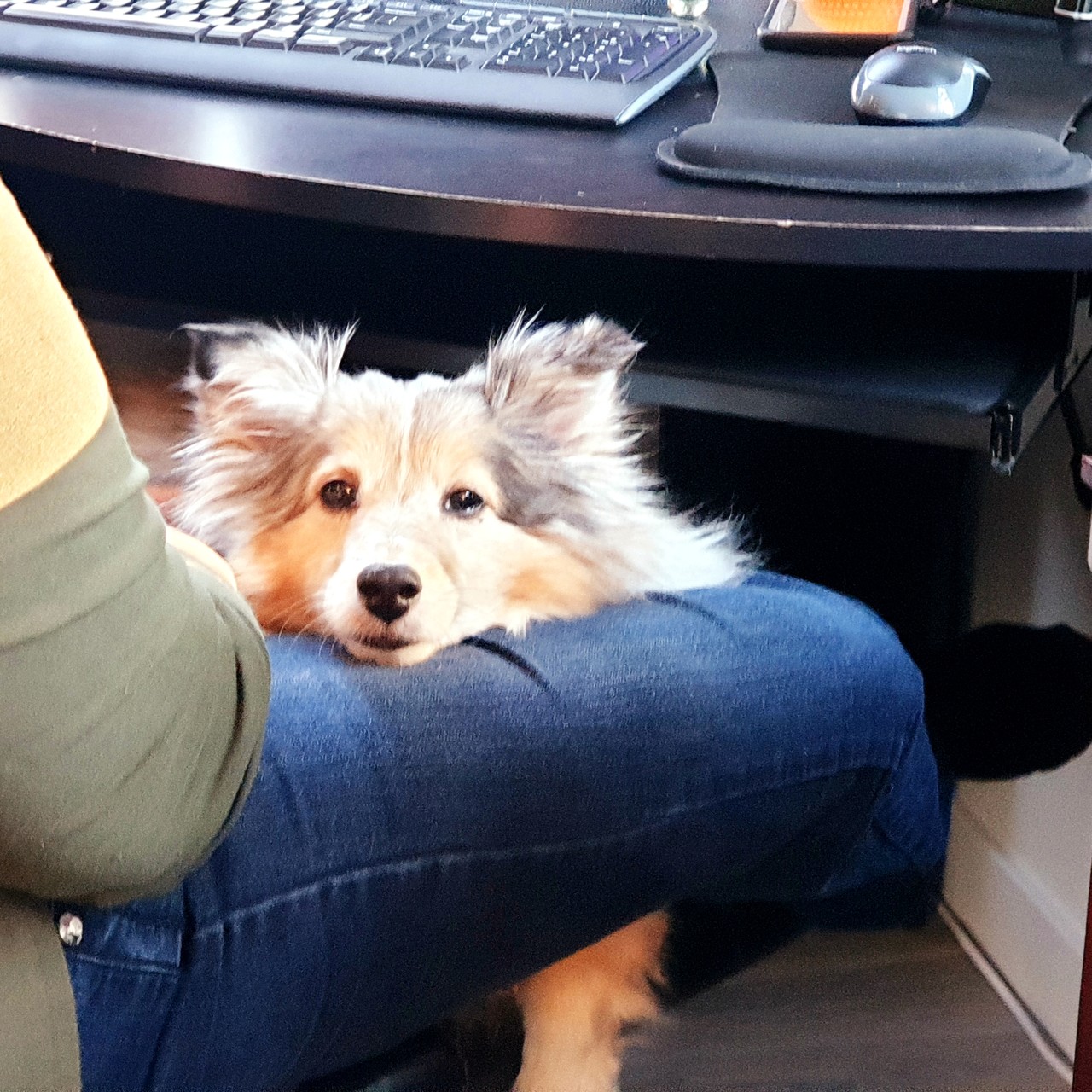 Sheltie contented in lap