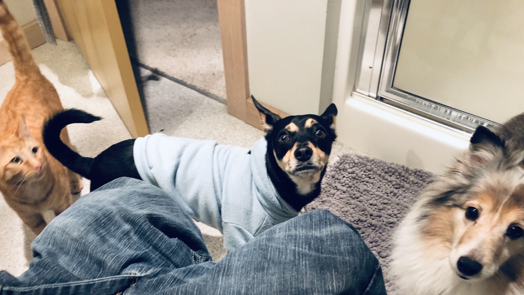 Cat and two dogs in a small bathroom with me