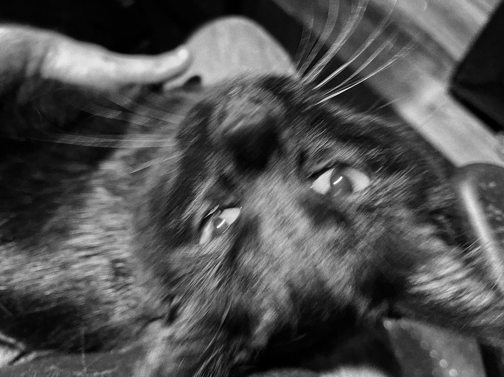 Contented black kitty looking up at camera from the lap he sits in