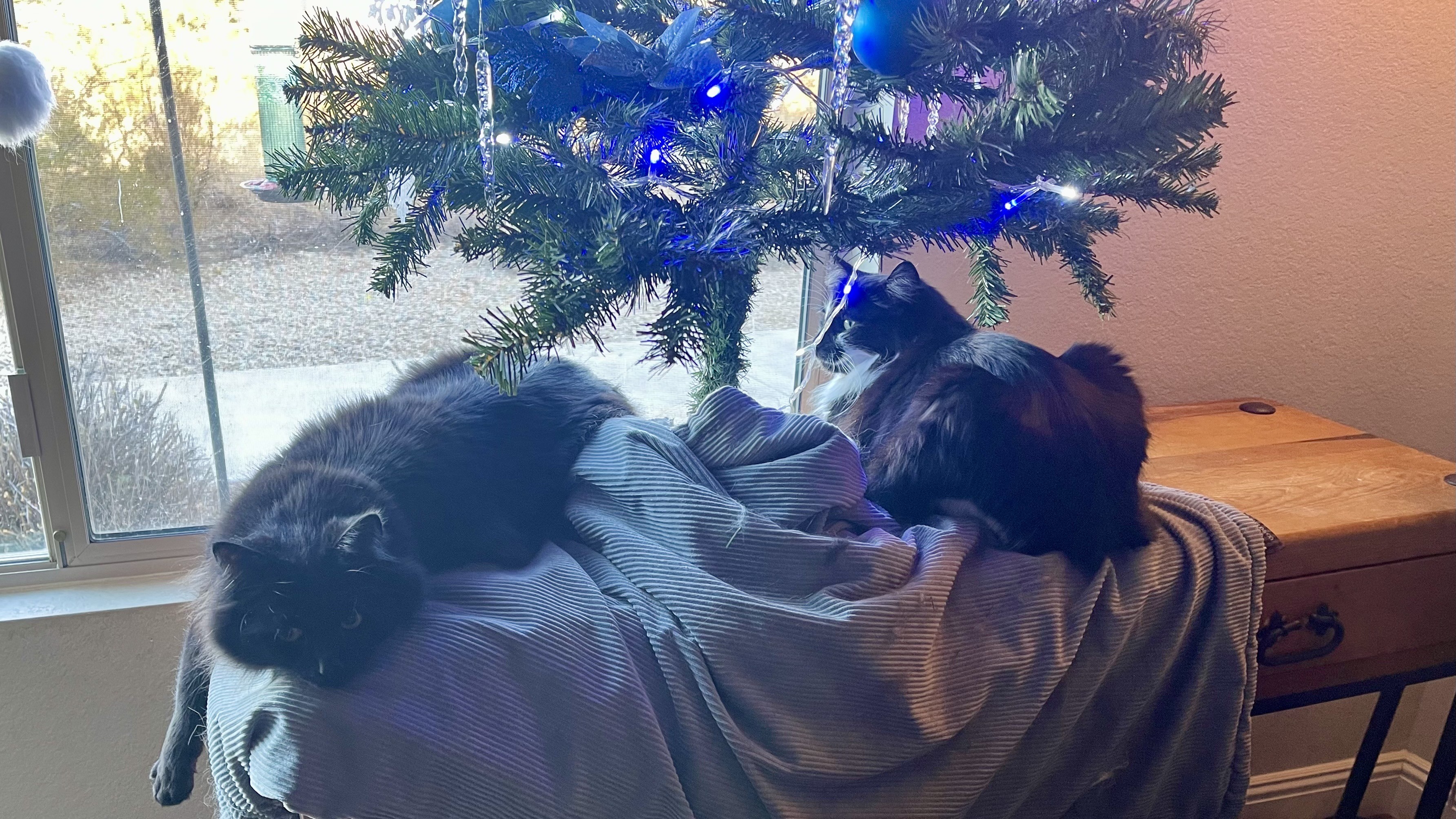 Cats lounge lazily under a Christmas tree
