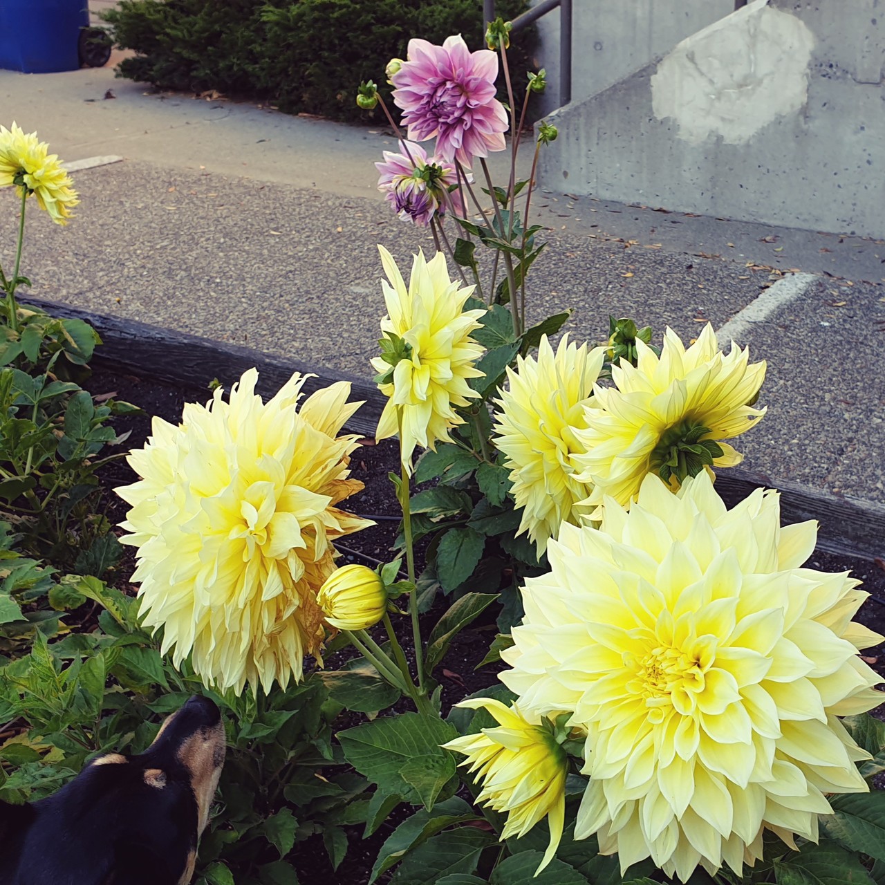 Small dog’s nose in lower corner, sniffing tall yellow flowers