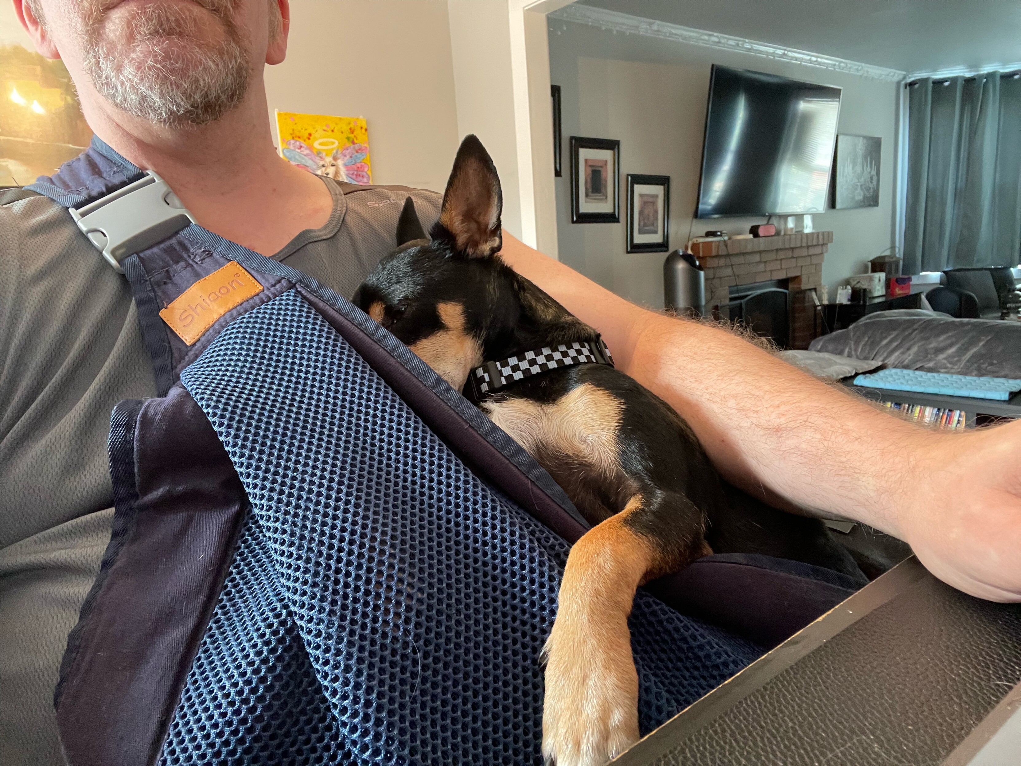 Black chihuahua mix dog naps in a baby sling