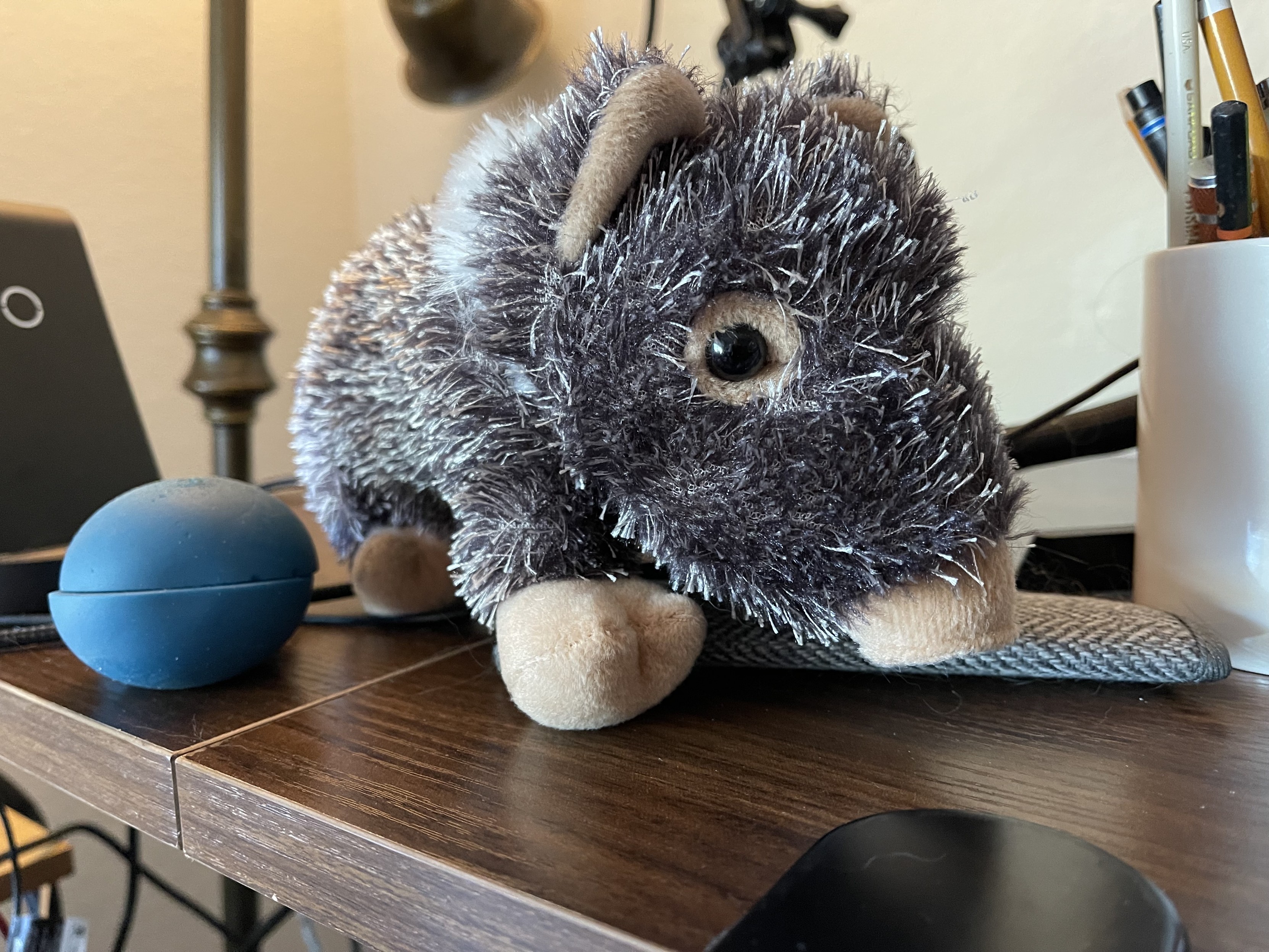 cute little stuffed javelina, a North American peccary