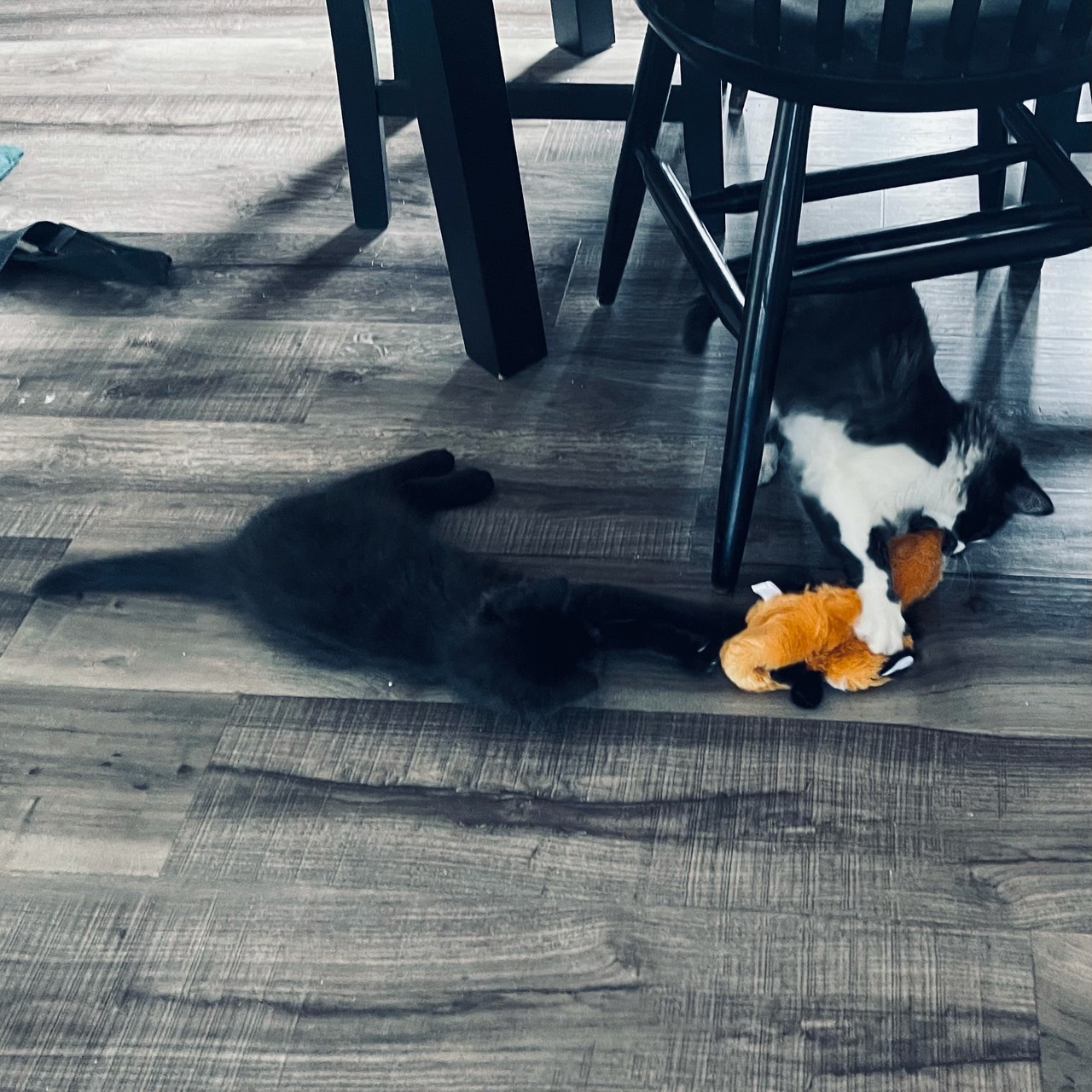 Kittens playing with a small stuffed animal