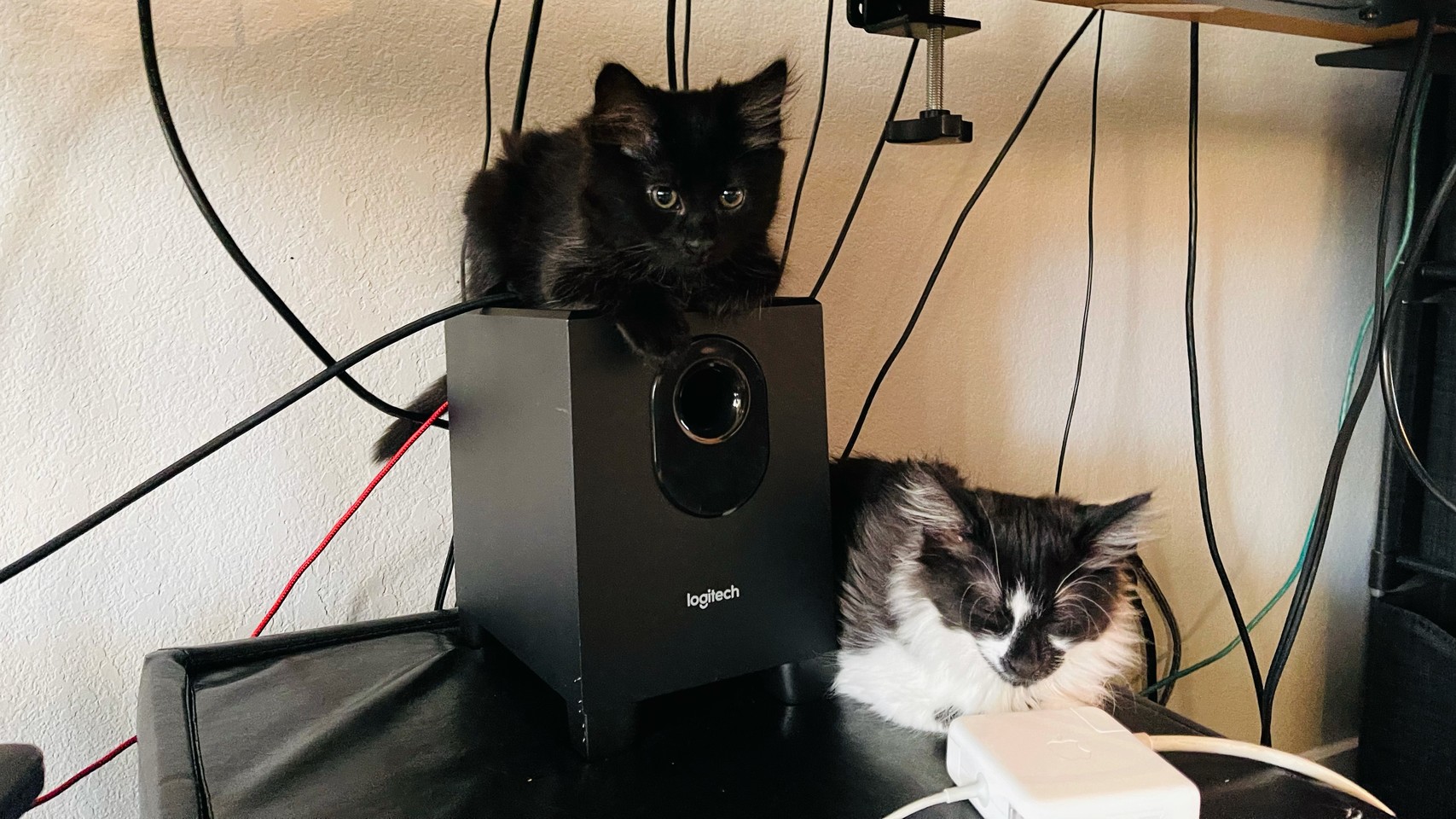 Kittens laying on or near a subwoofer. Computer cables surround them. 