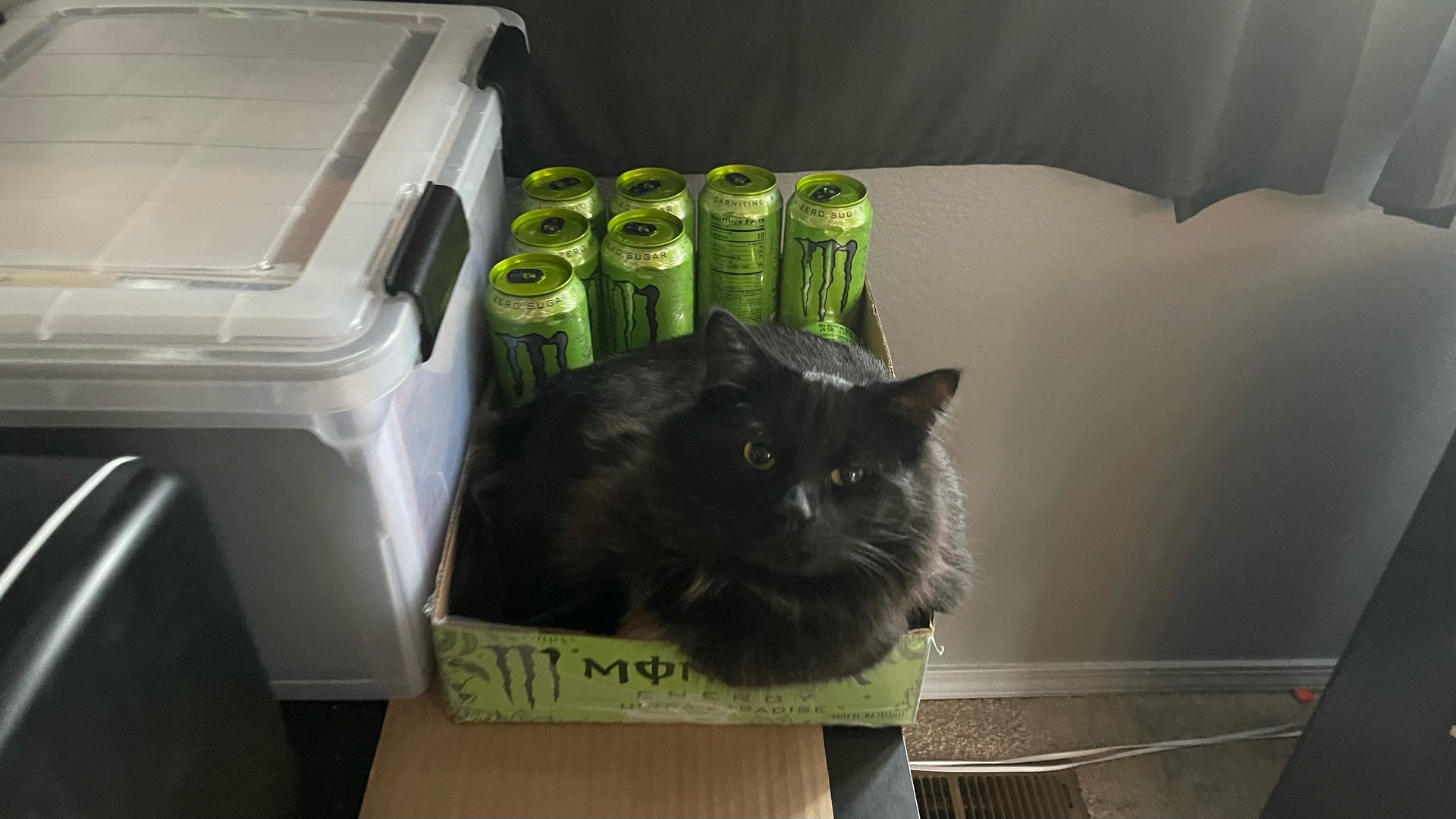 A cat looks at you while resting comfortably in the free space of a box containing Monster energy drinks