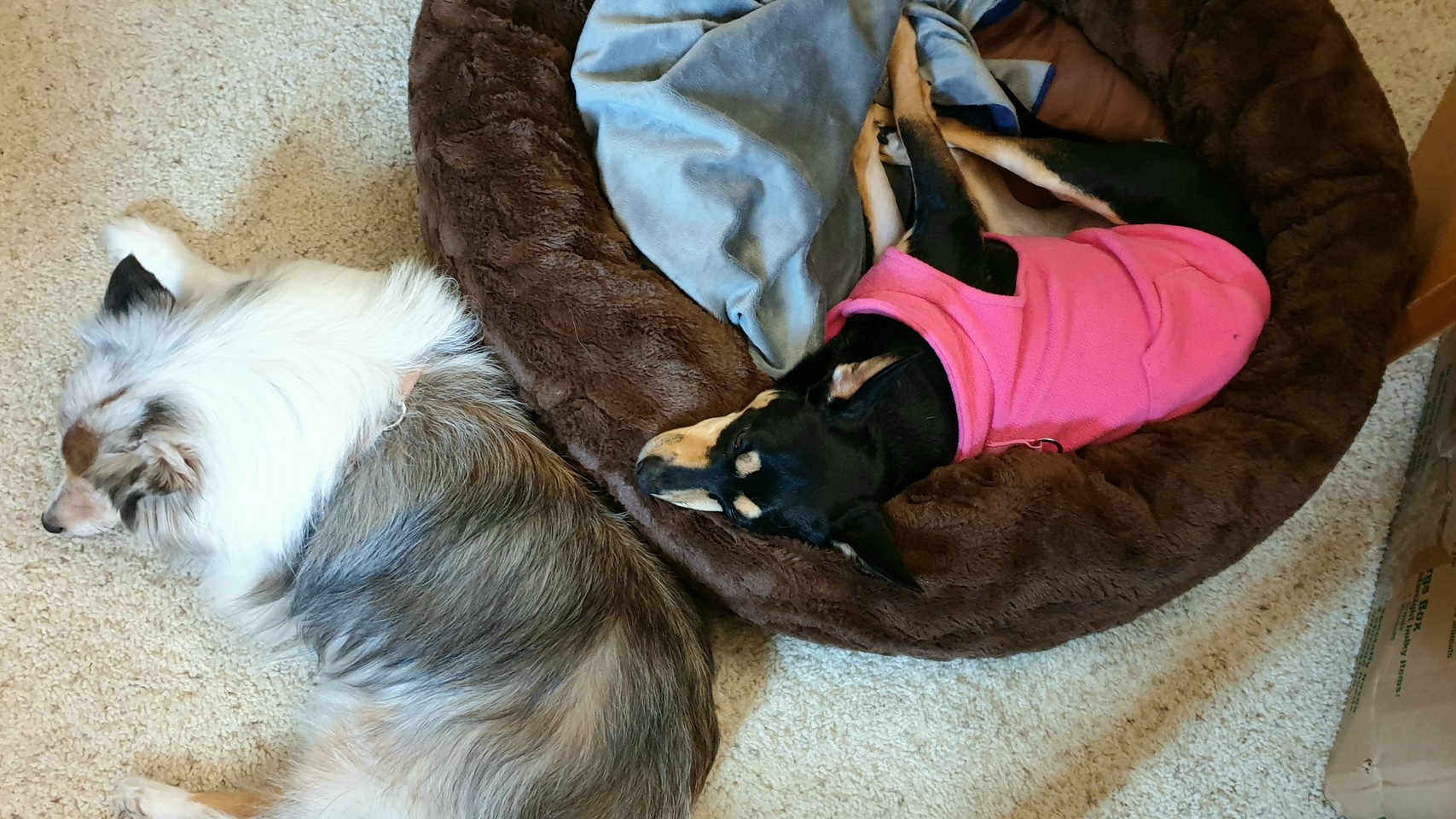 Two dogs sleeping