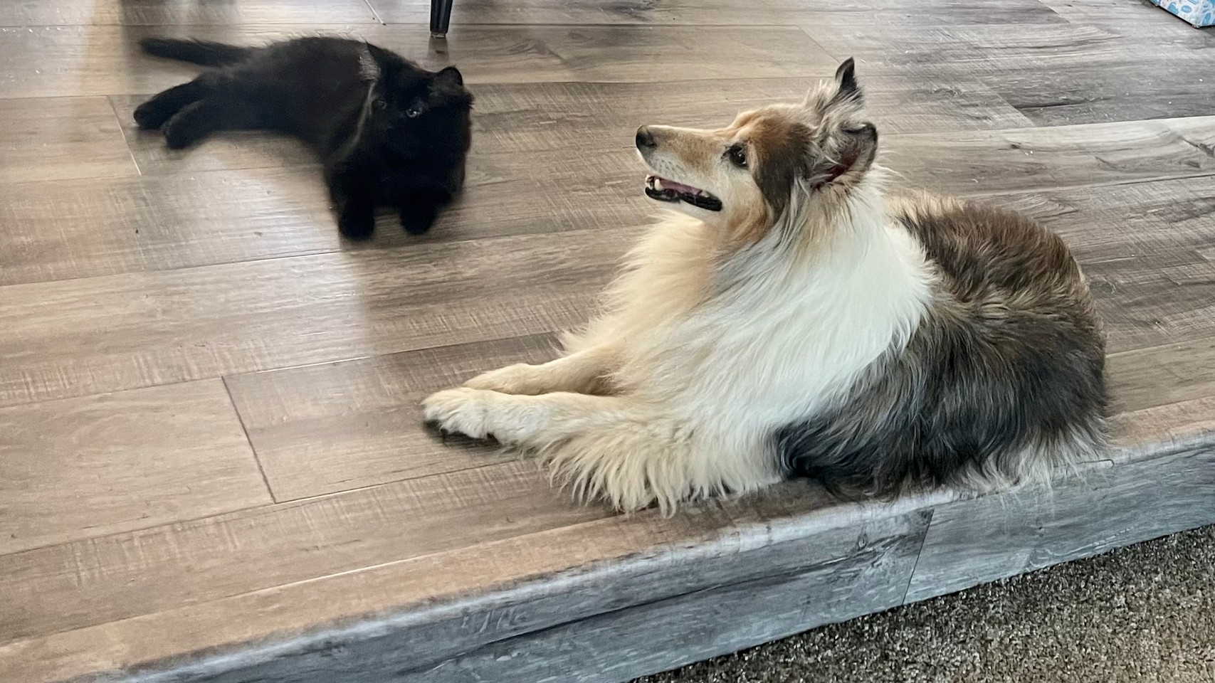 Black kitty and normally cranky shelter dog laying near each other looking content and even pleased