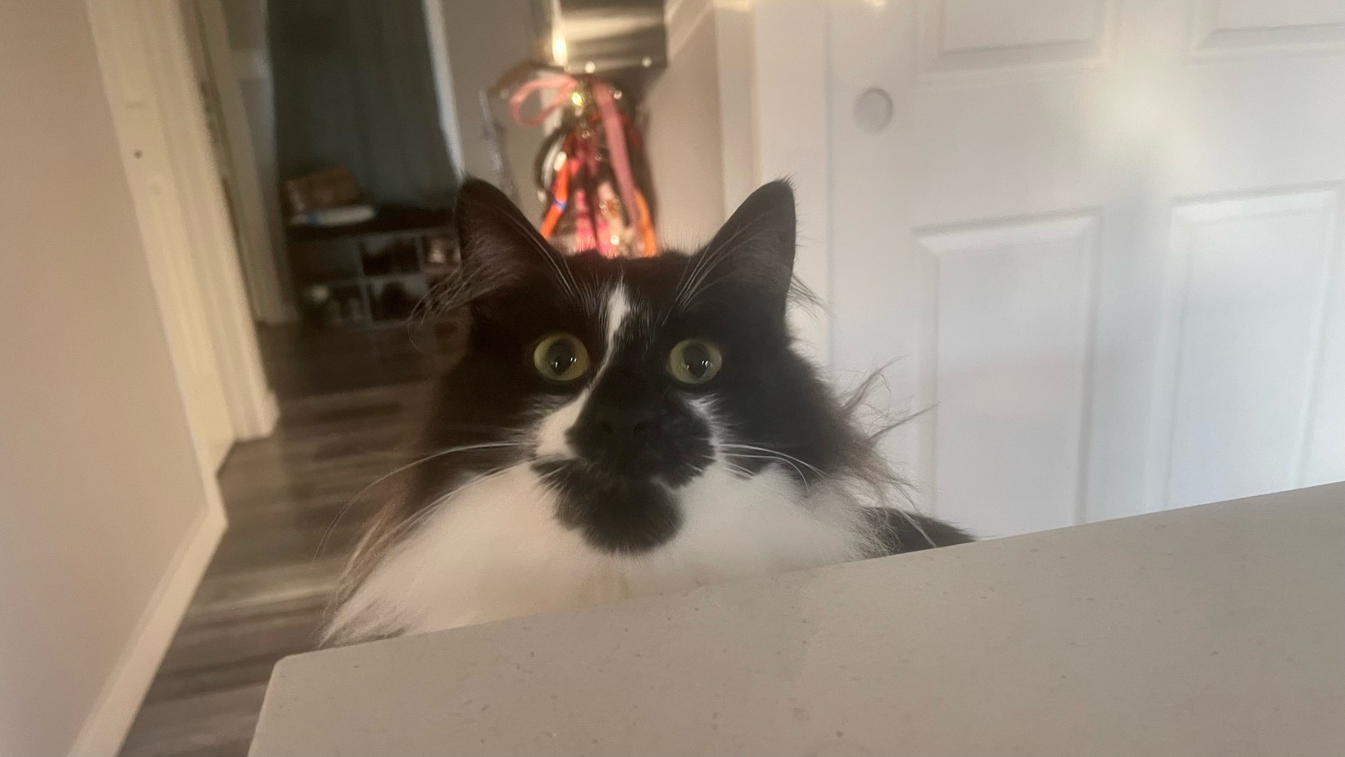 A cat looking up over the counter attentively. 