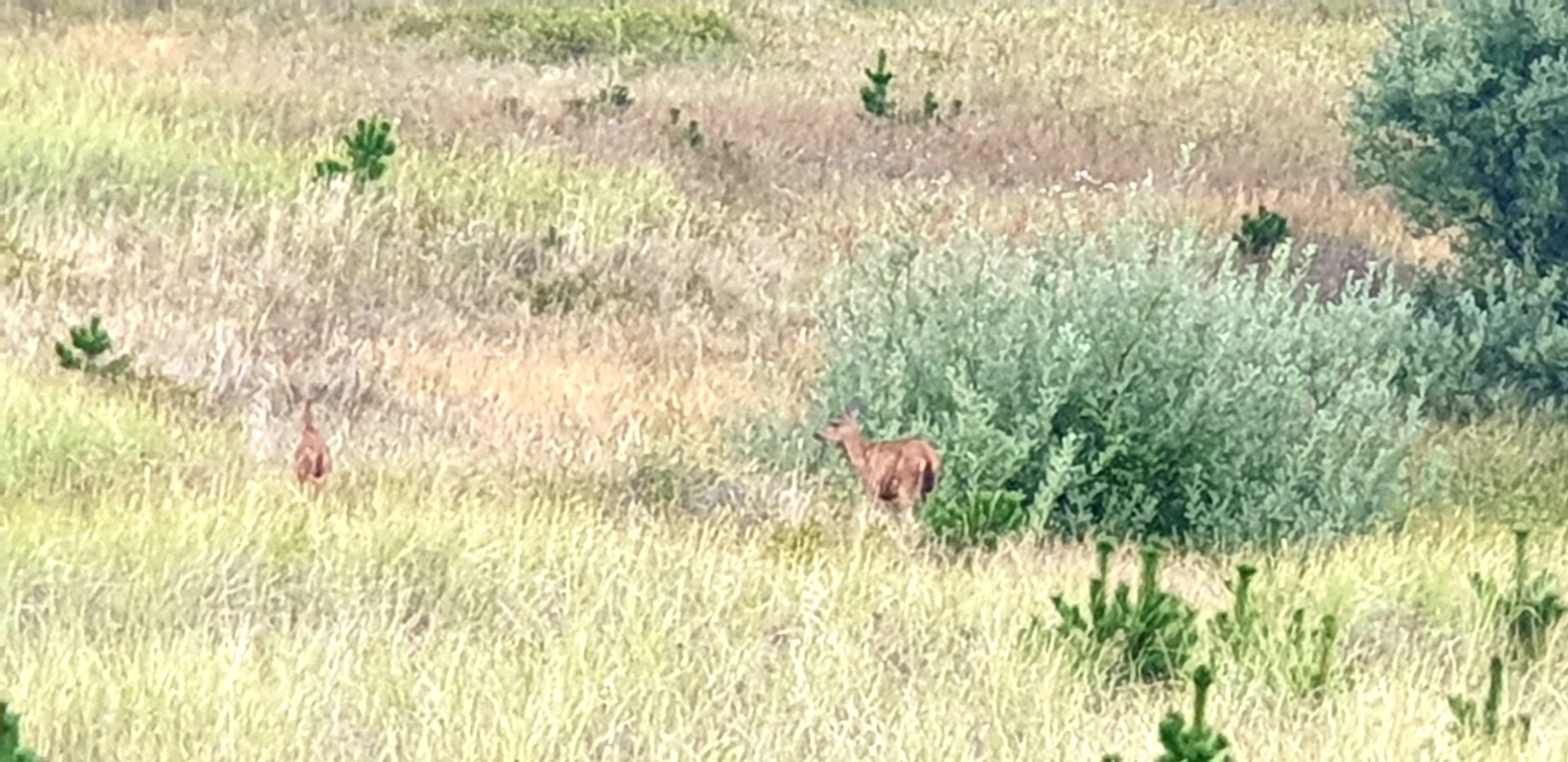 Zoomed image of two deer in thick grass