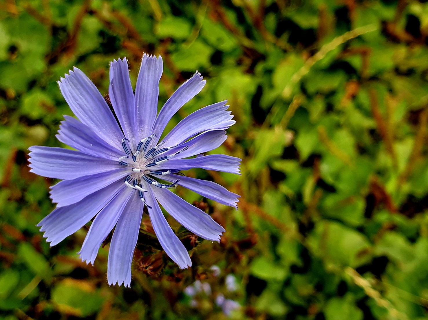 Purple flower