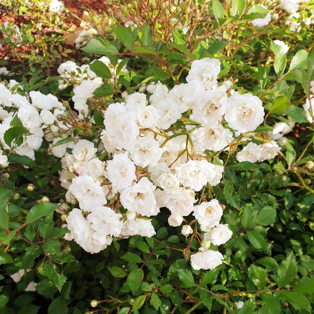 where flowers