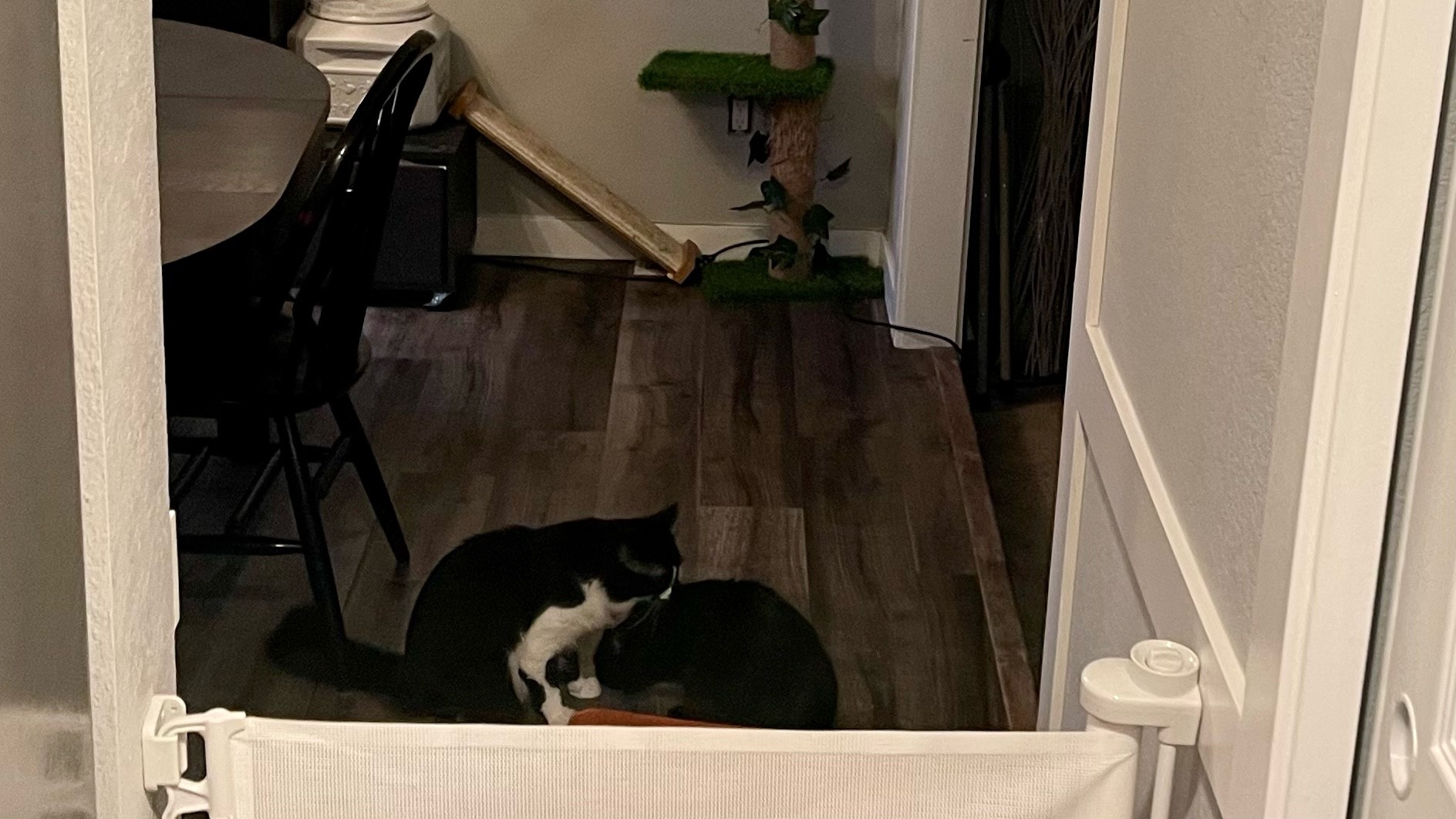 Two cats sniffing each other in the other room