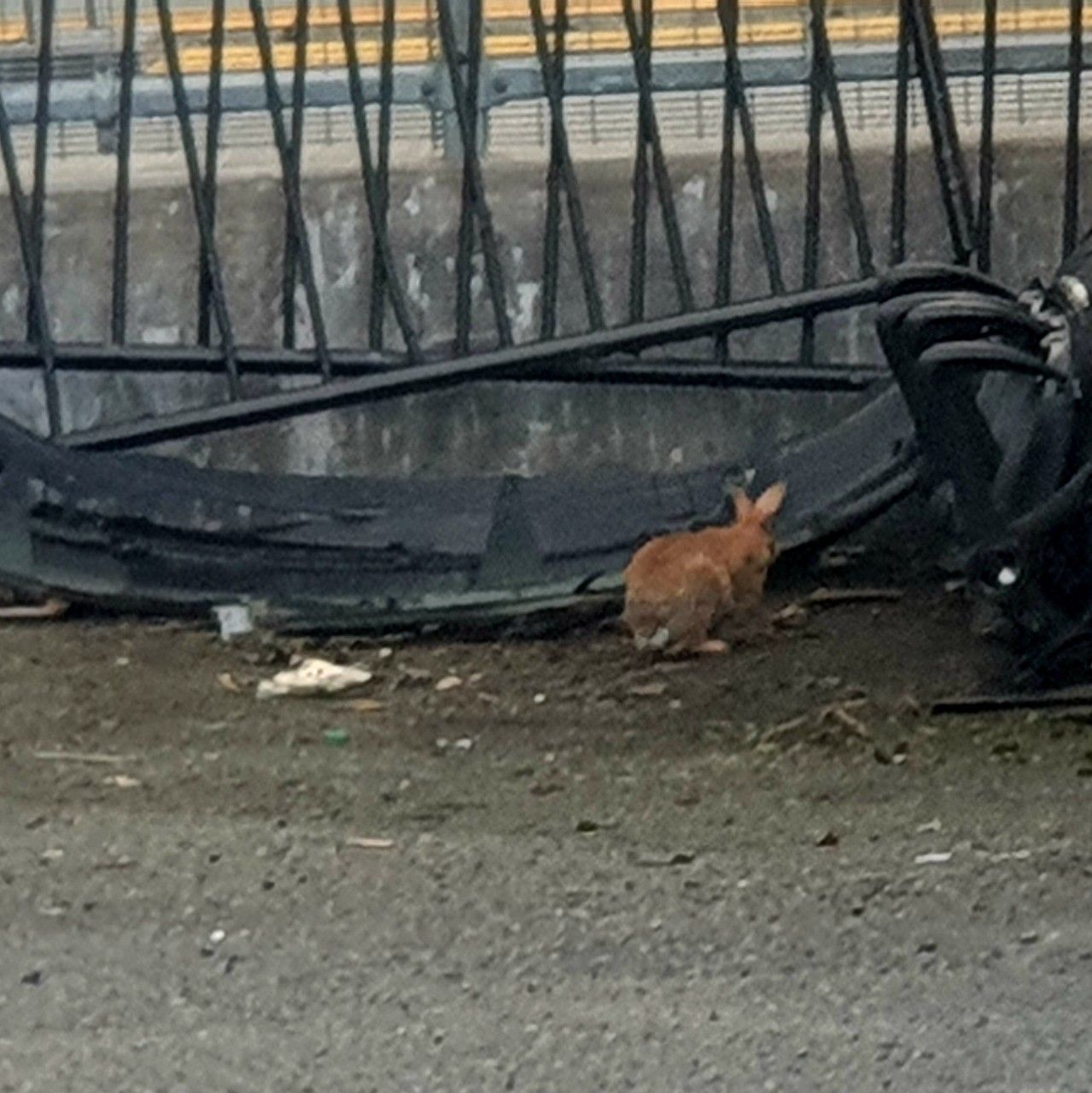 Small brown rabbit next to metal and concrete