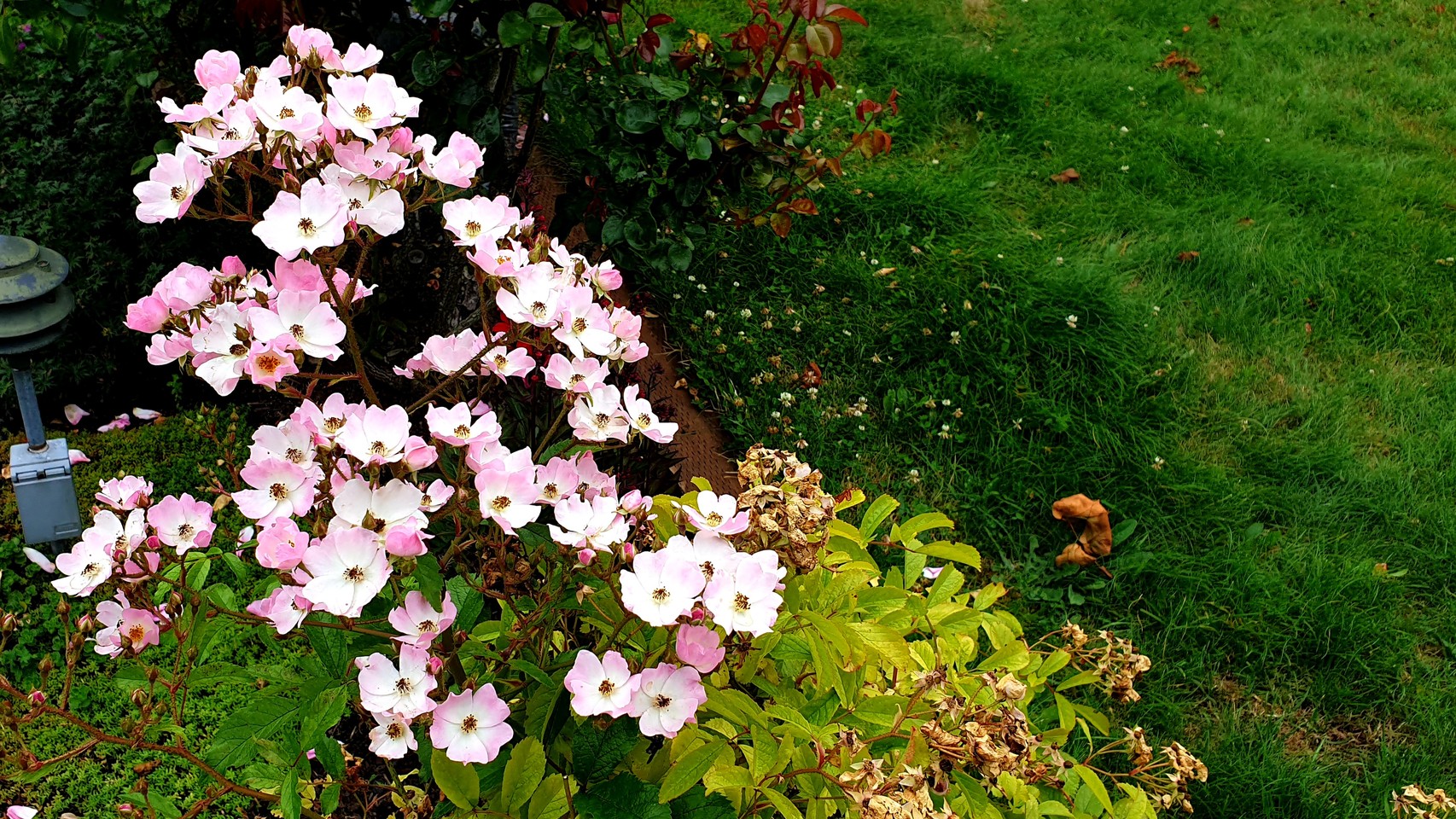 Pink and white flowers blooming; one fallen leaf visible on the ground
