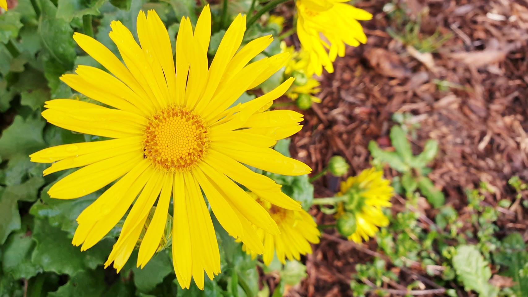 Yellow flower