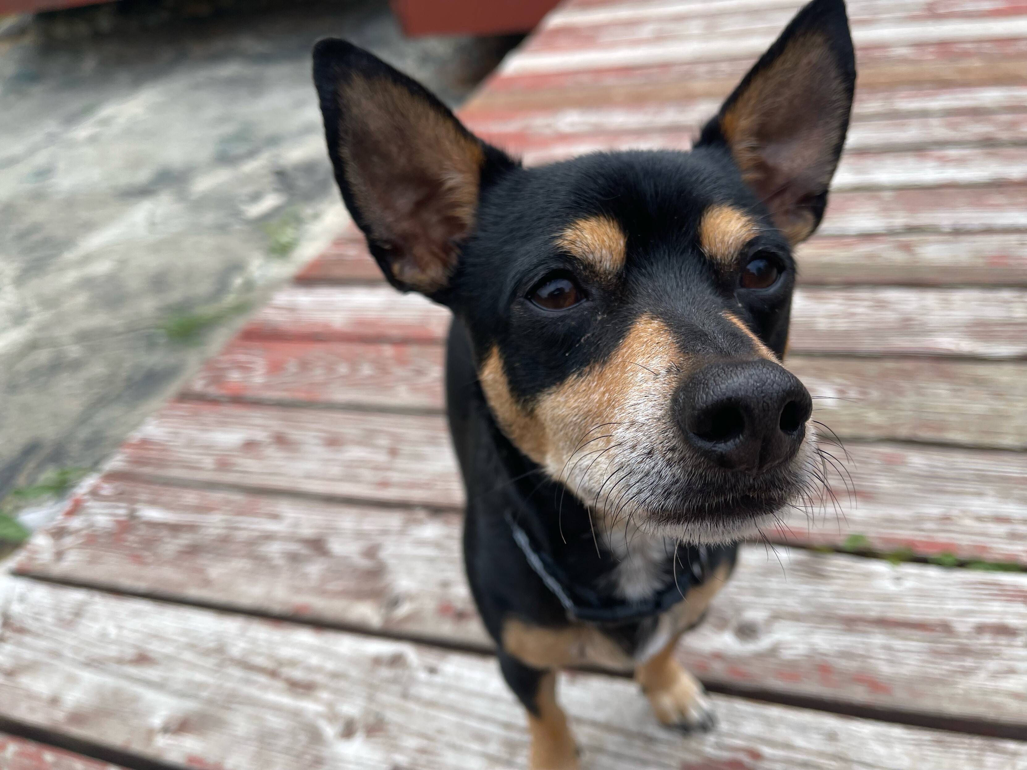 Extremely close photo of chihuahua mix dog, with its head dominating the shot and forelegs barely visible 
