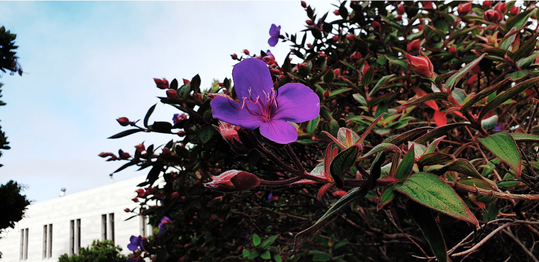 purple flower in tree