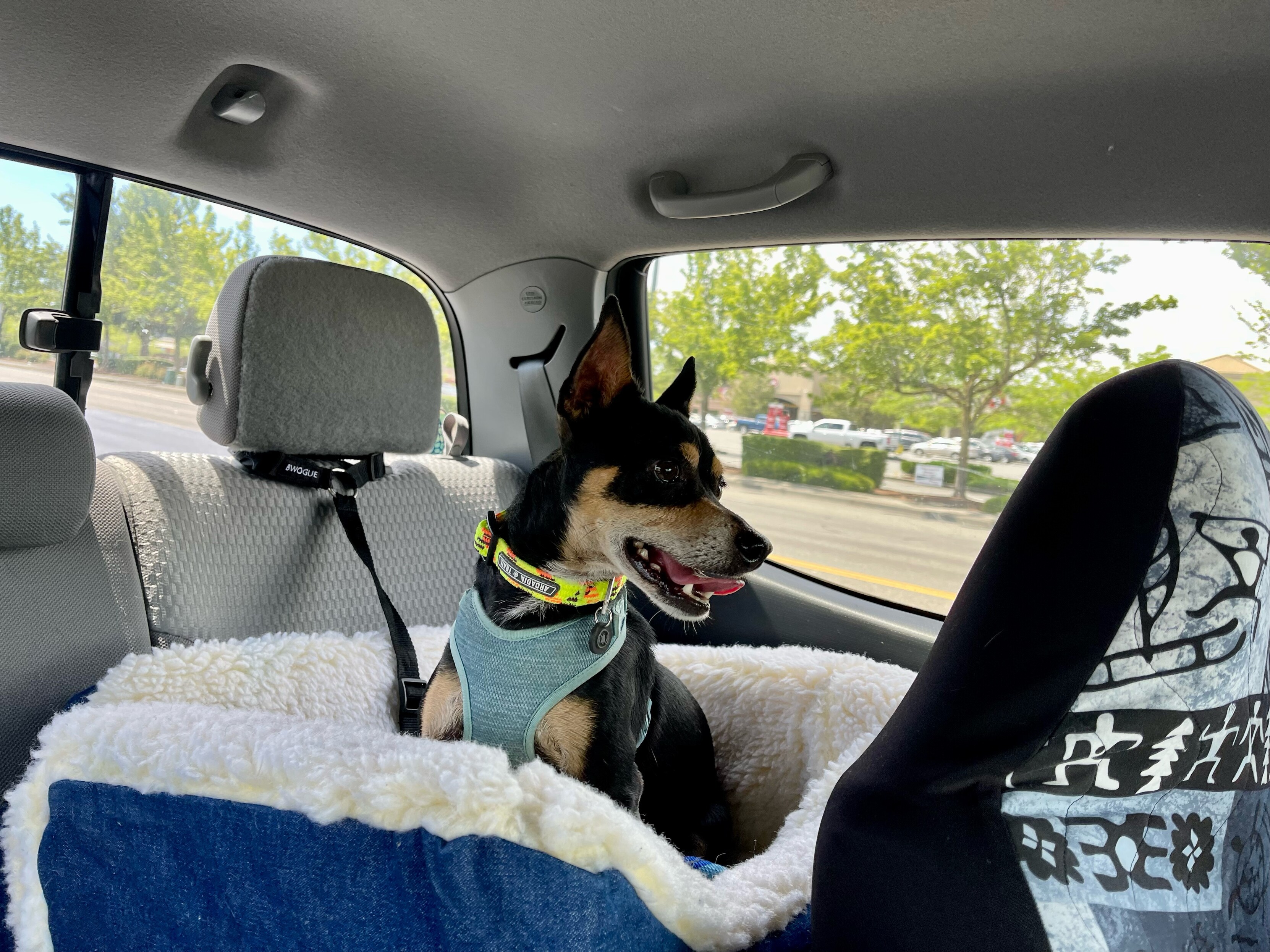 A black and brown chihuahua mix sits excitedly in a car seat. 