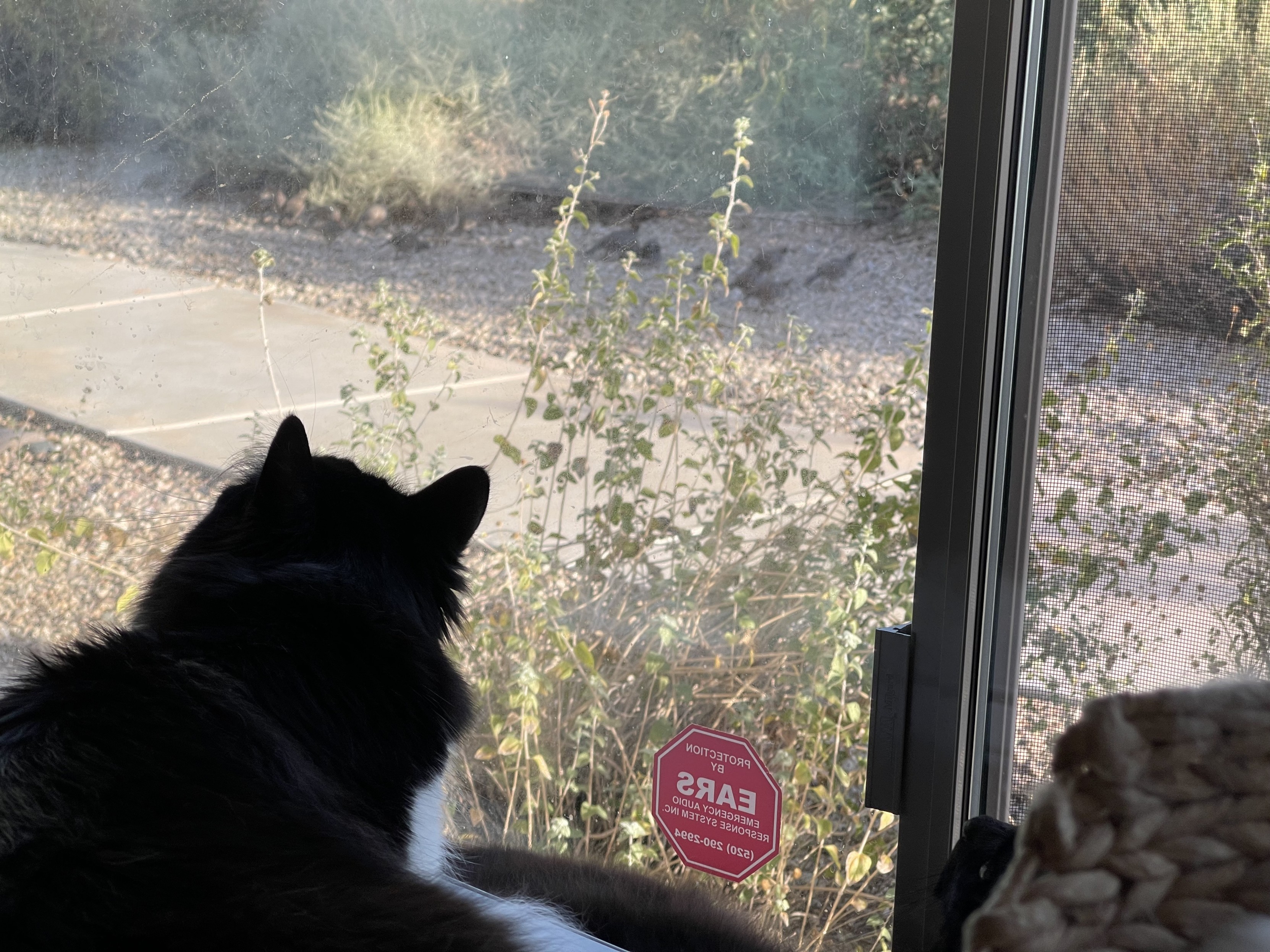 Cat staring through the window at a family of quails walking past 