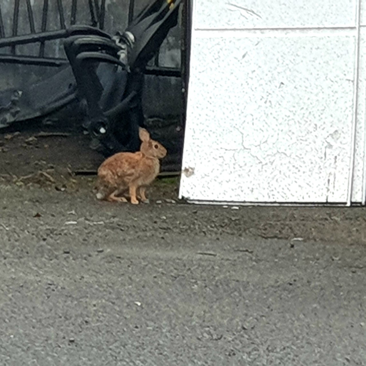 Small brown rabbit next to train  station storage shed, looking askance at camera
