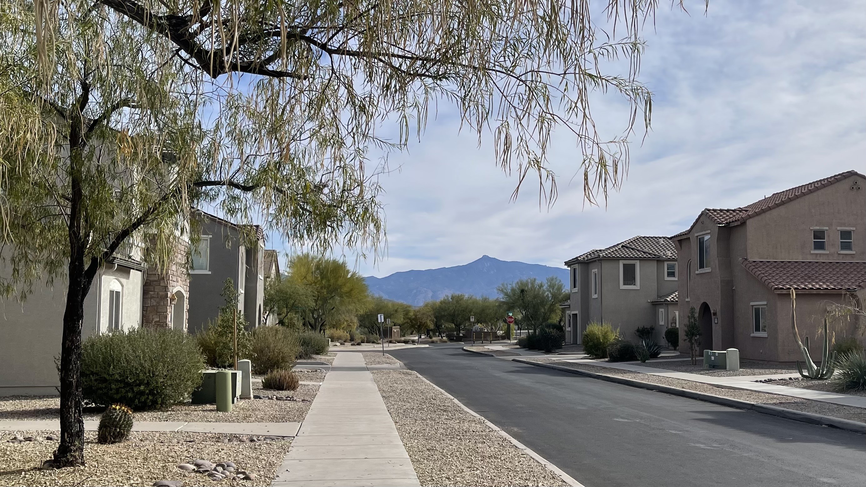 Foreground: tree on housing development street framing background view of mountain with short pointed peak that looks like a thimble or a nipple, depending on your imagination