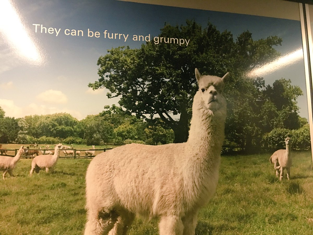 photo of a poster with cranky-looking alpacas on a field; poster text reads “They can be furry and grumpy”