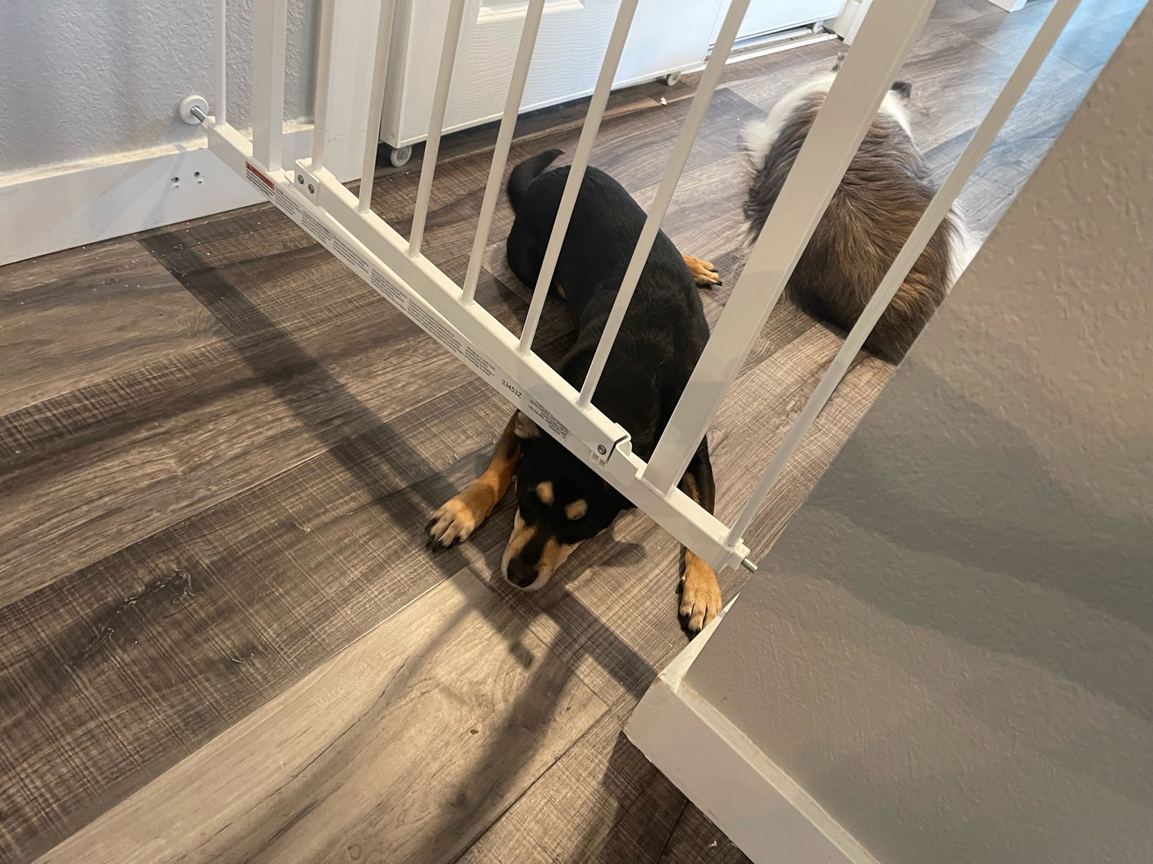 Small dog trying to squeeze her head under the gap between a baby gate and the floor