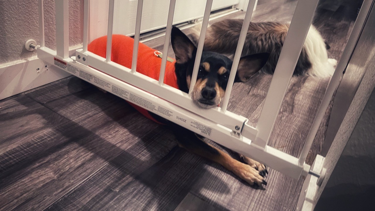 Small dog rests its head against the bars of a metal baby gate. 