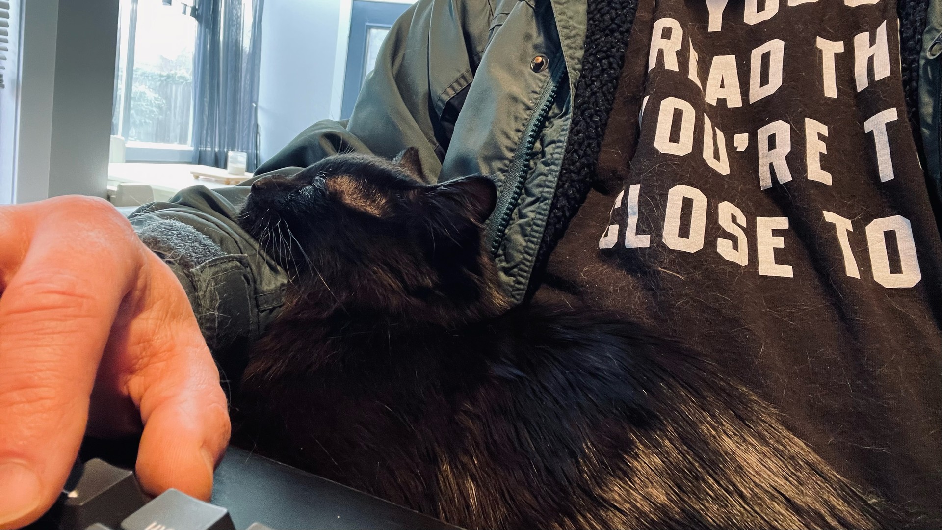 Black cat resting comfortably in a lap with his head on the lap owner’s arm