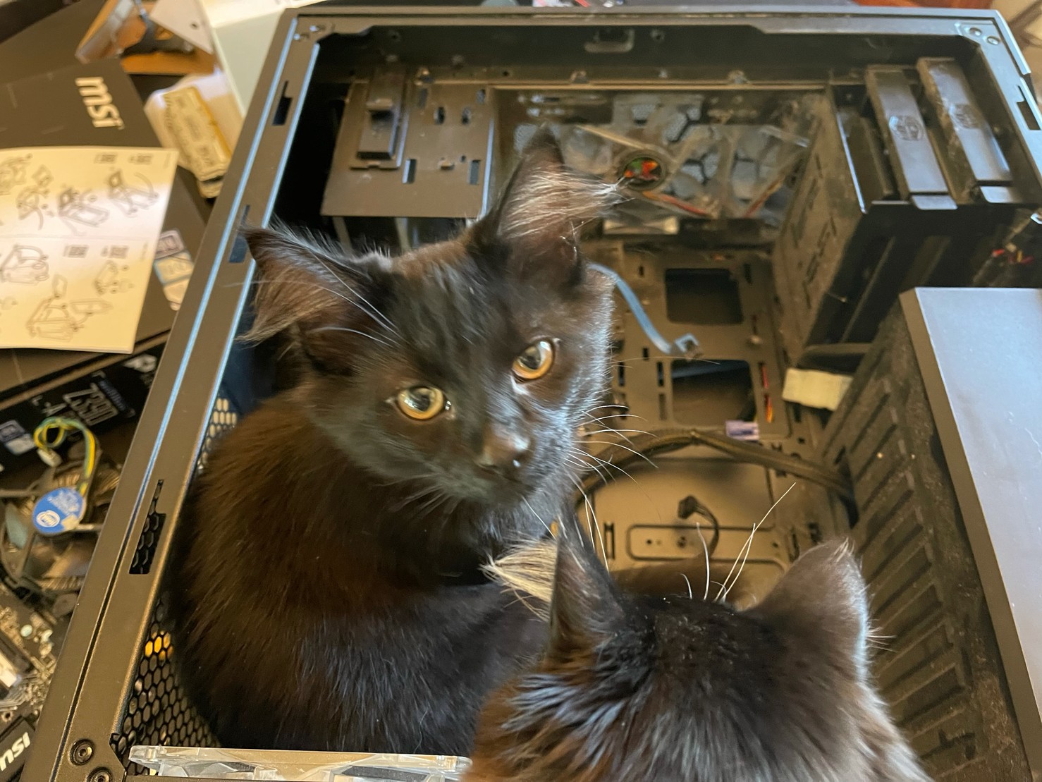 Contented kitten in a computer case. 