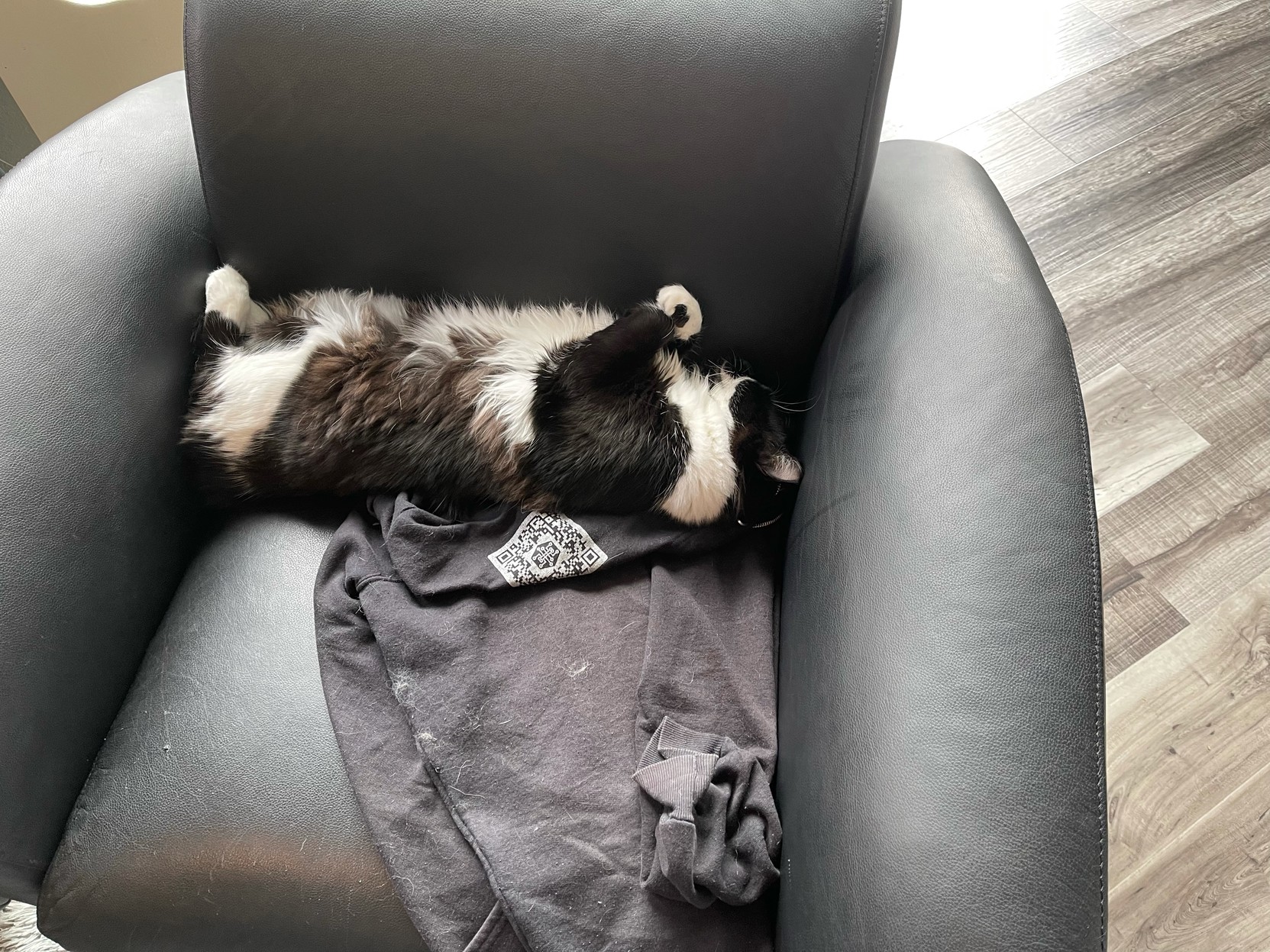 Cat sleeping on his back in a black chair on top of a cat-hair-covered black hoody