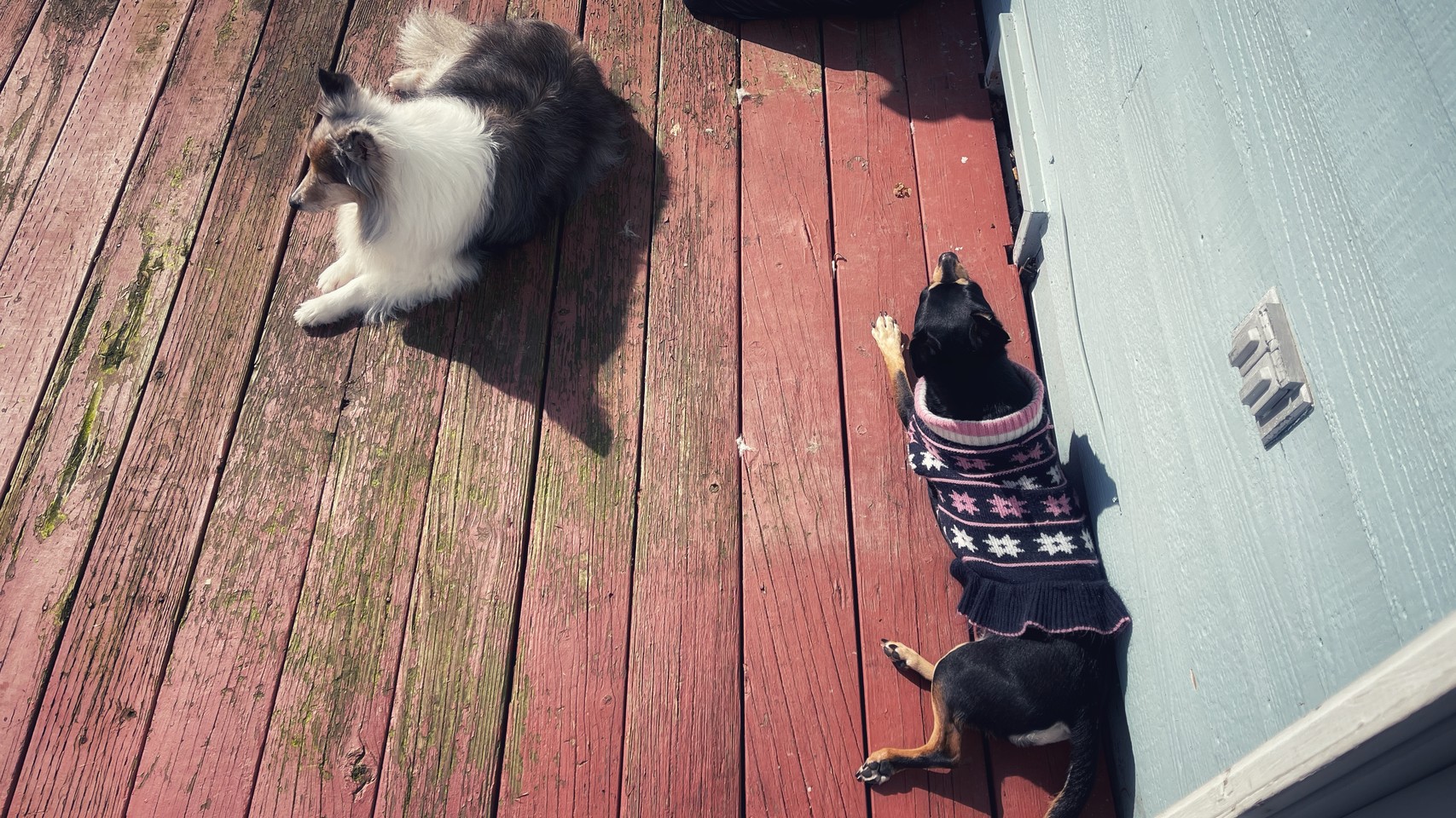 Small dogs being very relaxed on a porch 