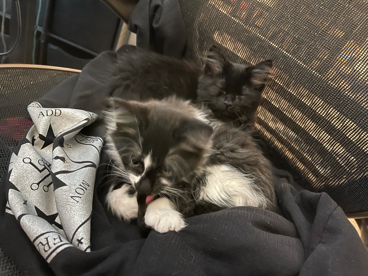 Kittens resting on hoodie with hackers.town logo
