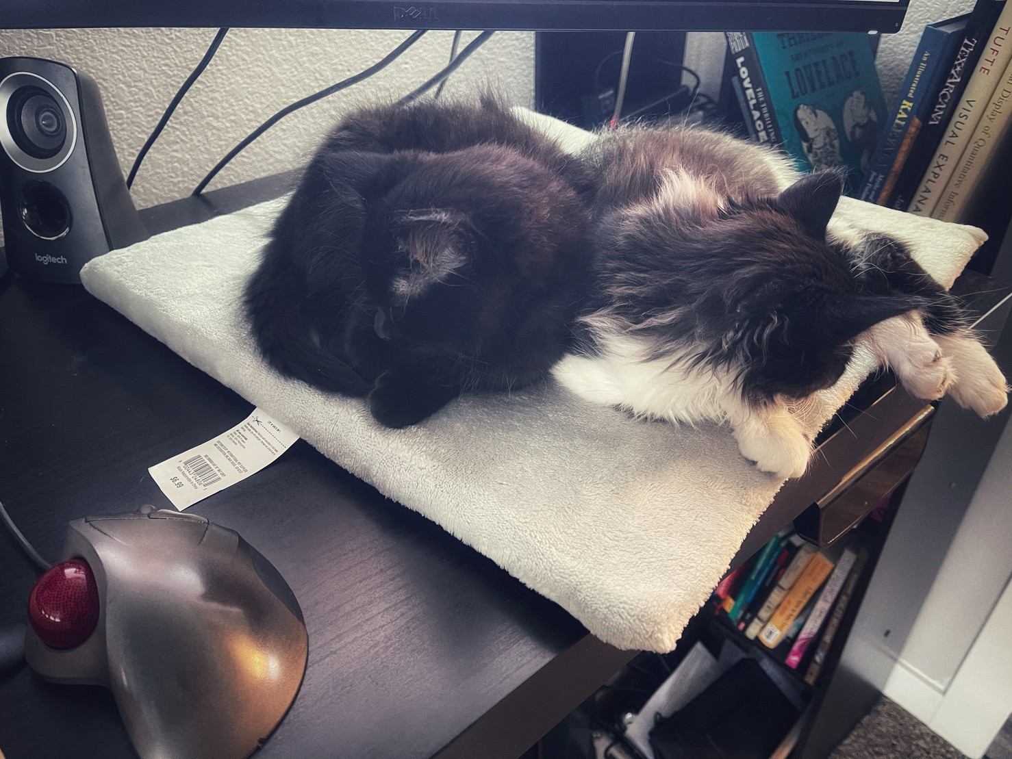 Kittens napping on cat bed that has been carefully placed on my desk