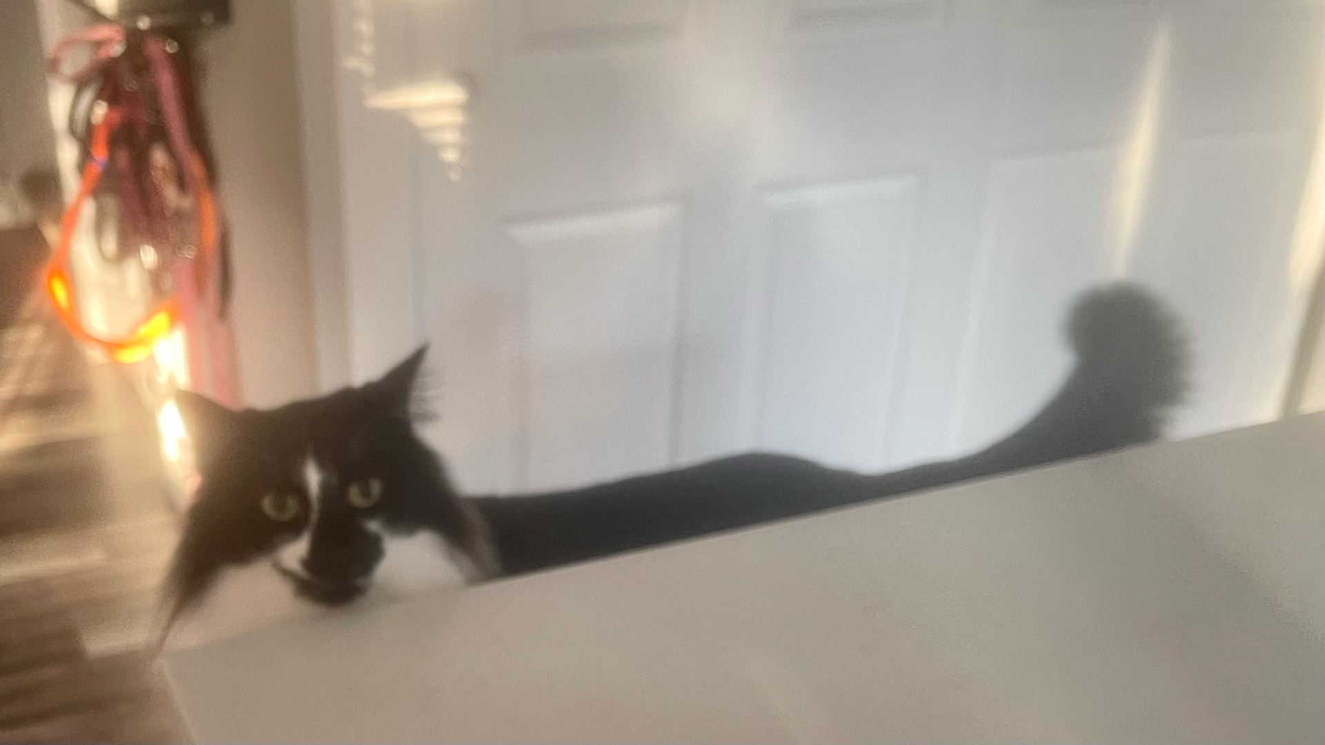 A cat looks over the kitchen counter at me
