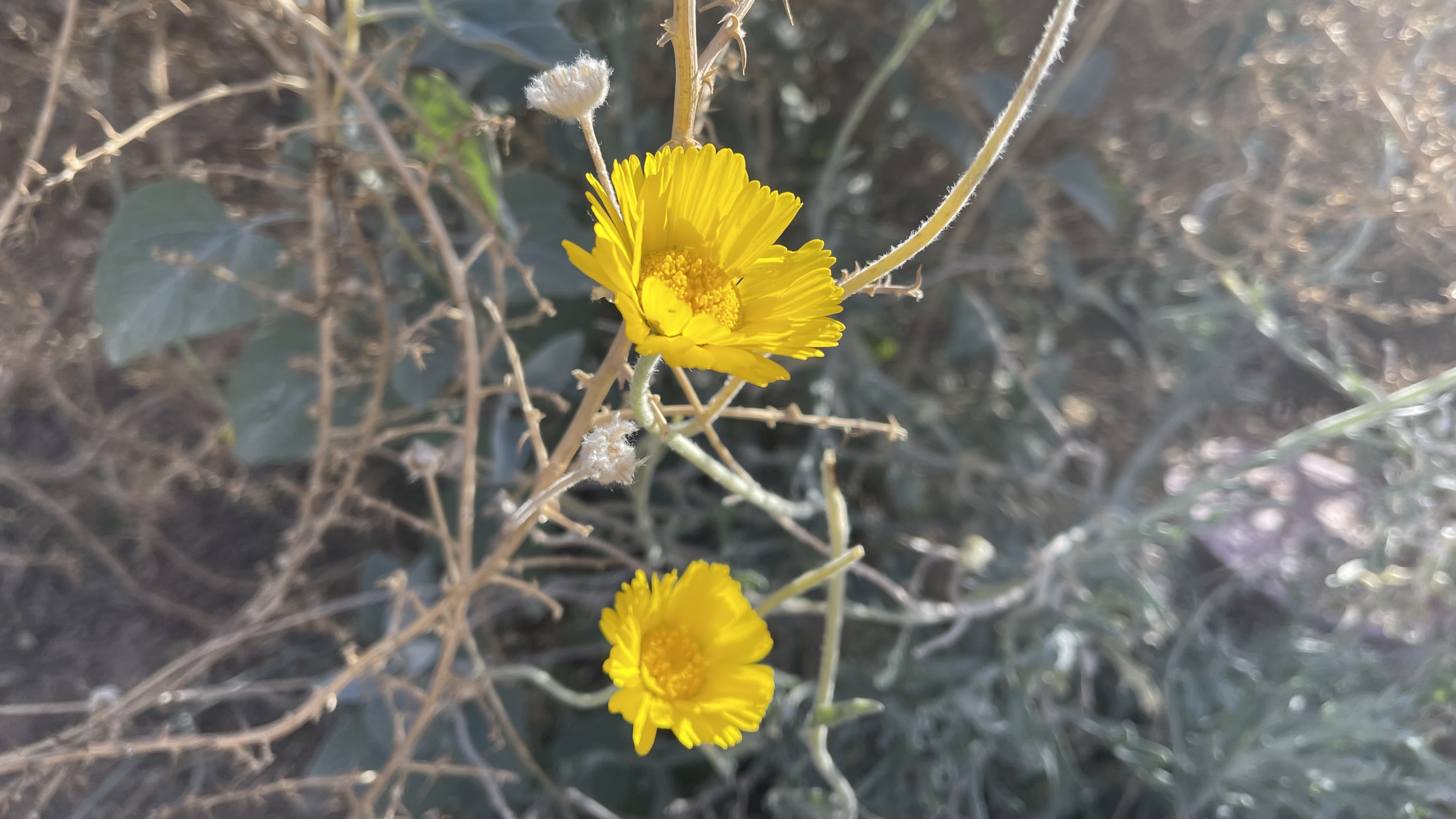 Small vibrant yellow flowers
