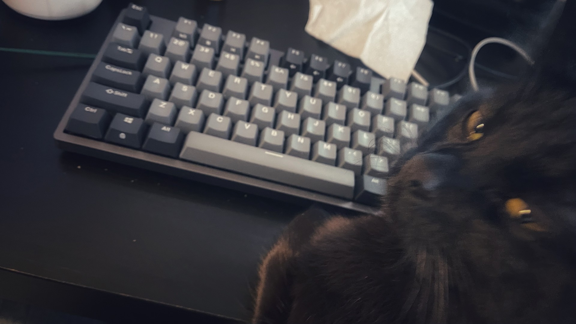 black kitty sitting in front of a keyboard ready to type, looking back at camera with contented expression