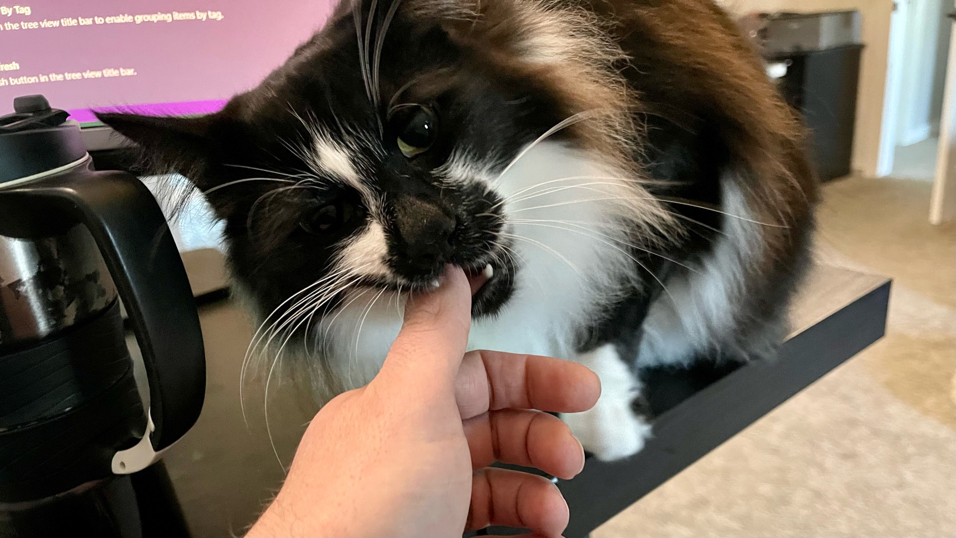 A cat gently nibbles on my thumb 