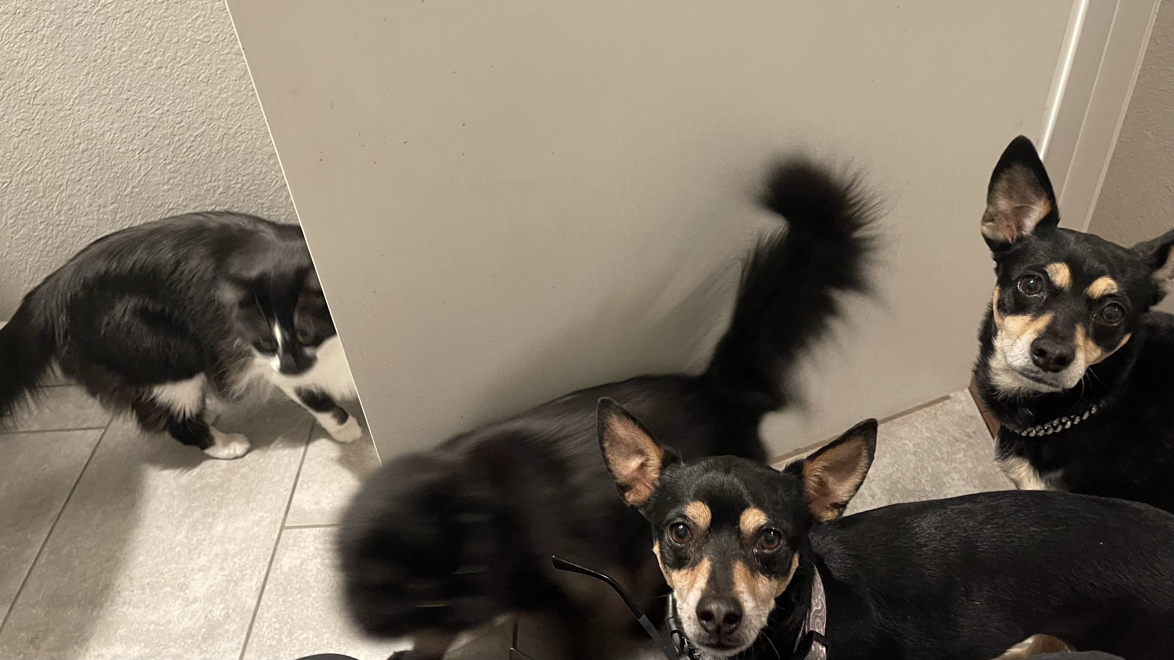 Dogs staring at you intently and cats wandering around curiously, as seen from the vantage point of the toilet seat. 