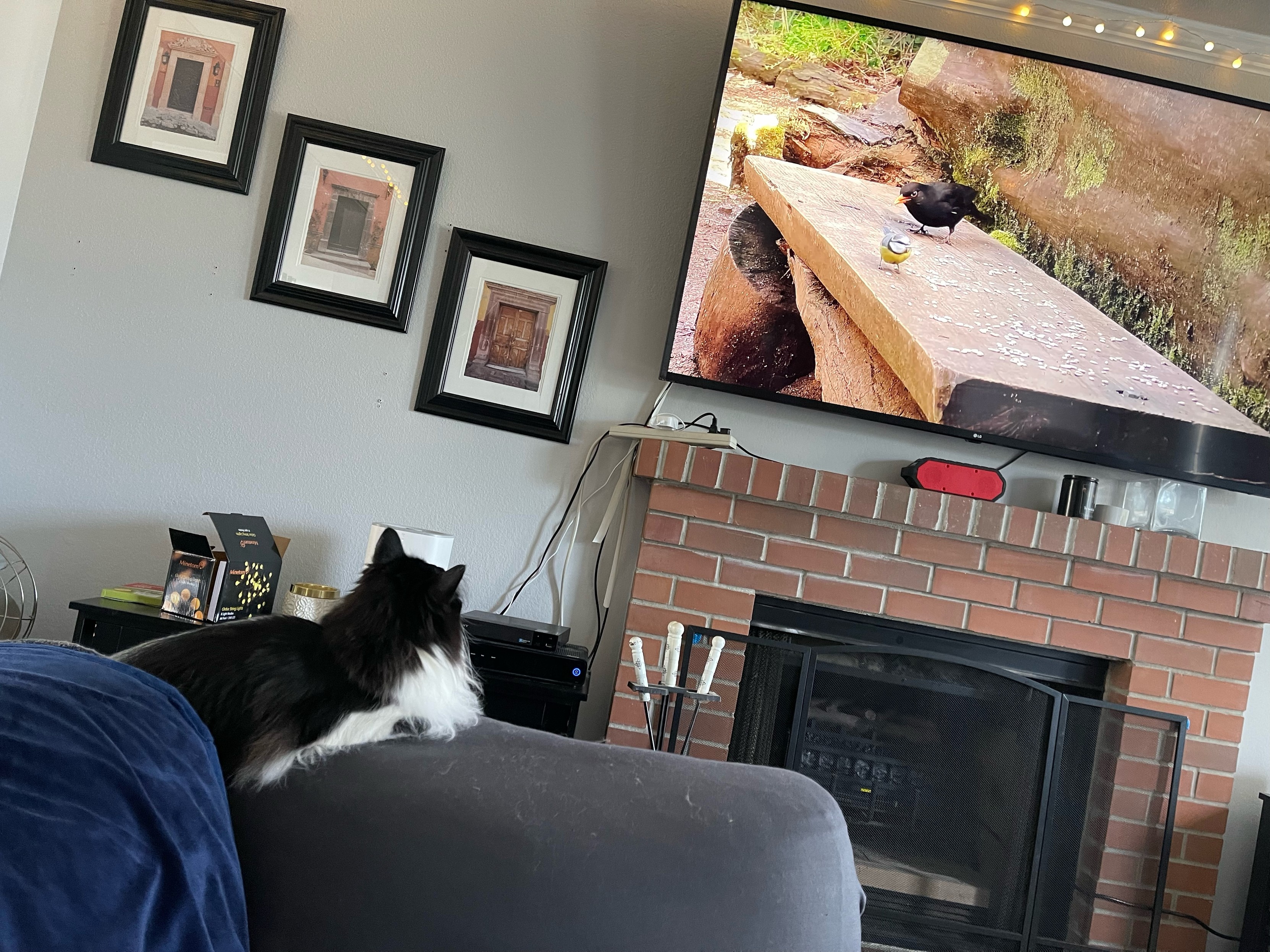 A cat intently watches a bird cavorting on TV. 