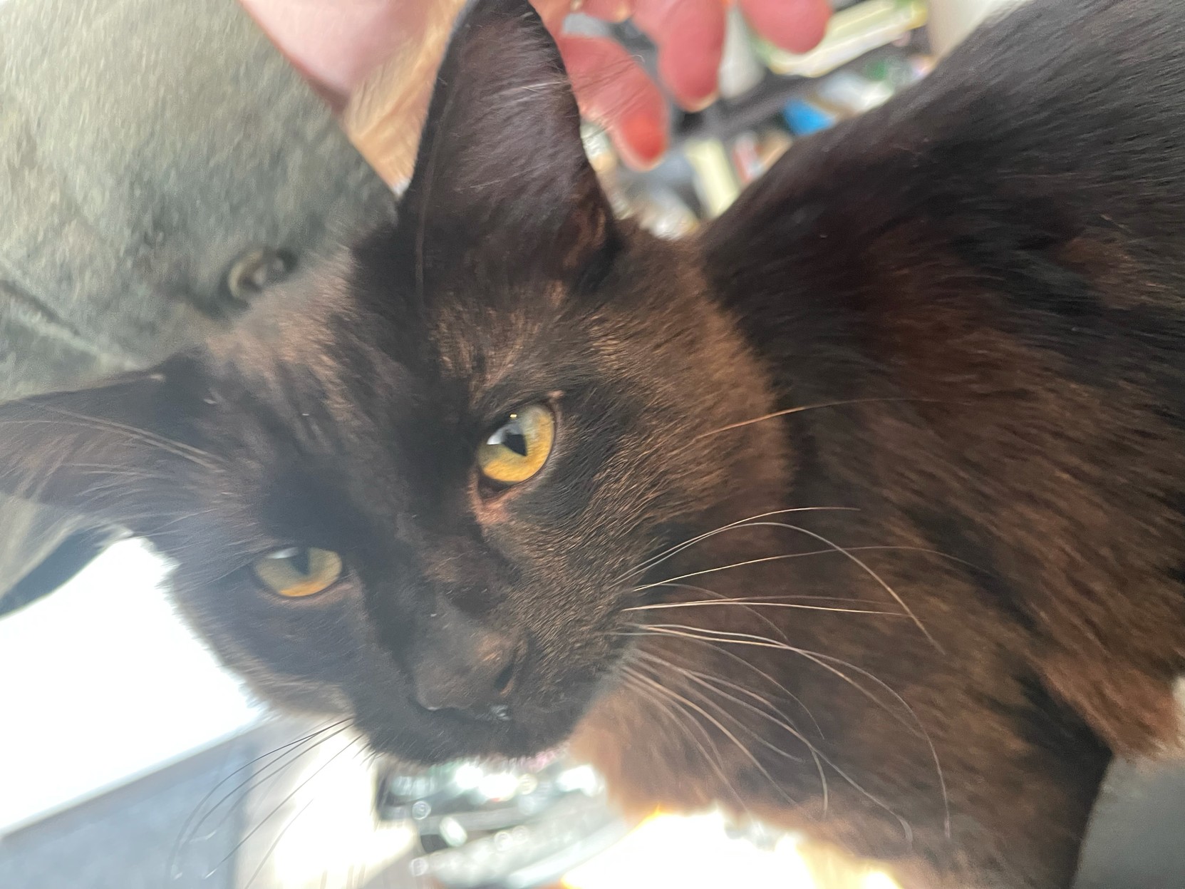 Affectionate black kitty getting up close for cuddles