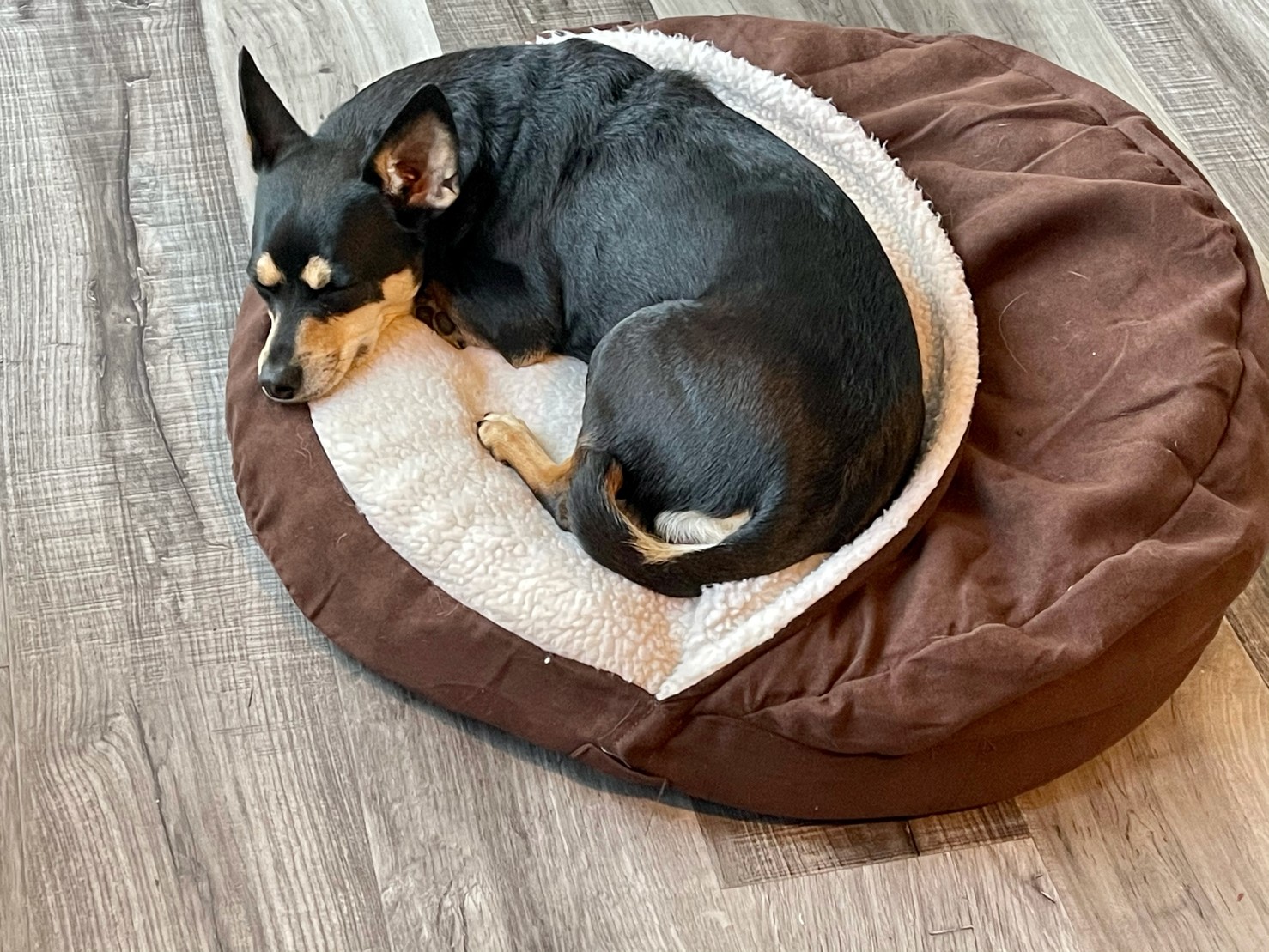 Cute small black dog curled up and napping