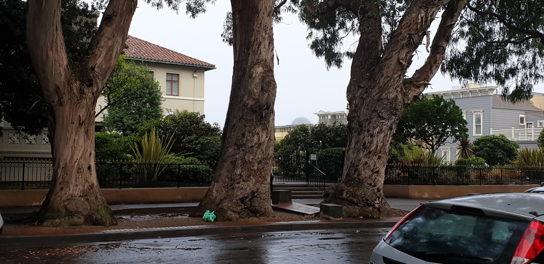 Old trees and old buildings and fog