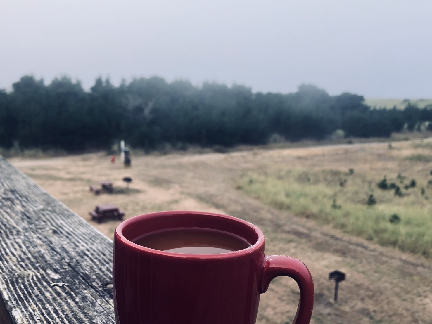 Foreground: coffee cup; background: woods on beach lightly draped in fog